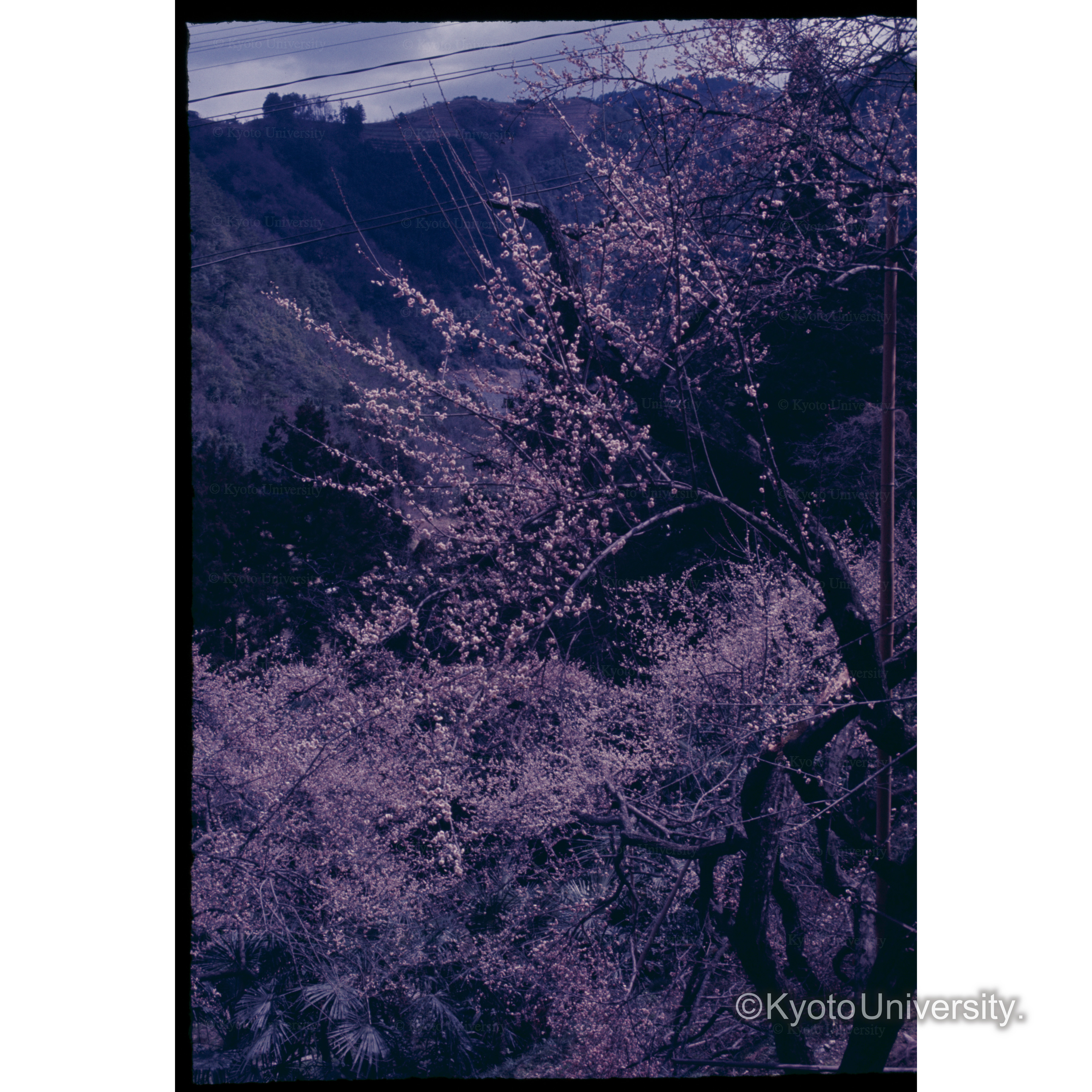 西吉野(紅梅) (1)