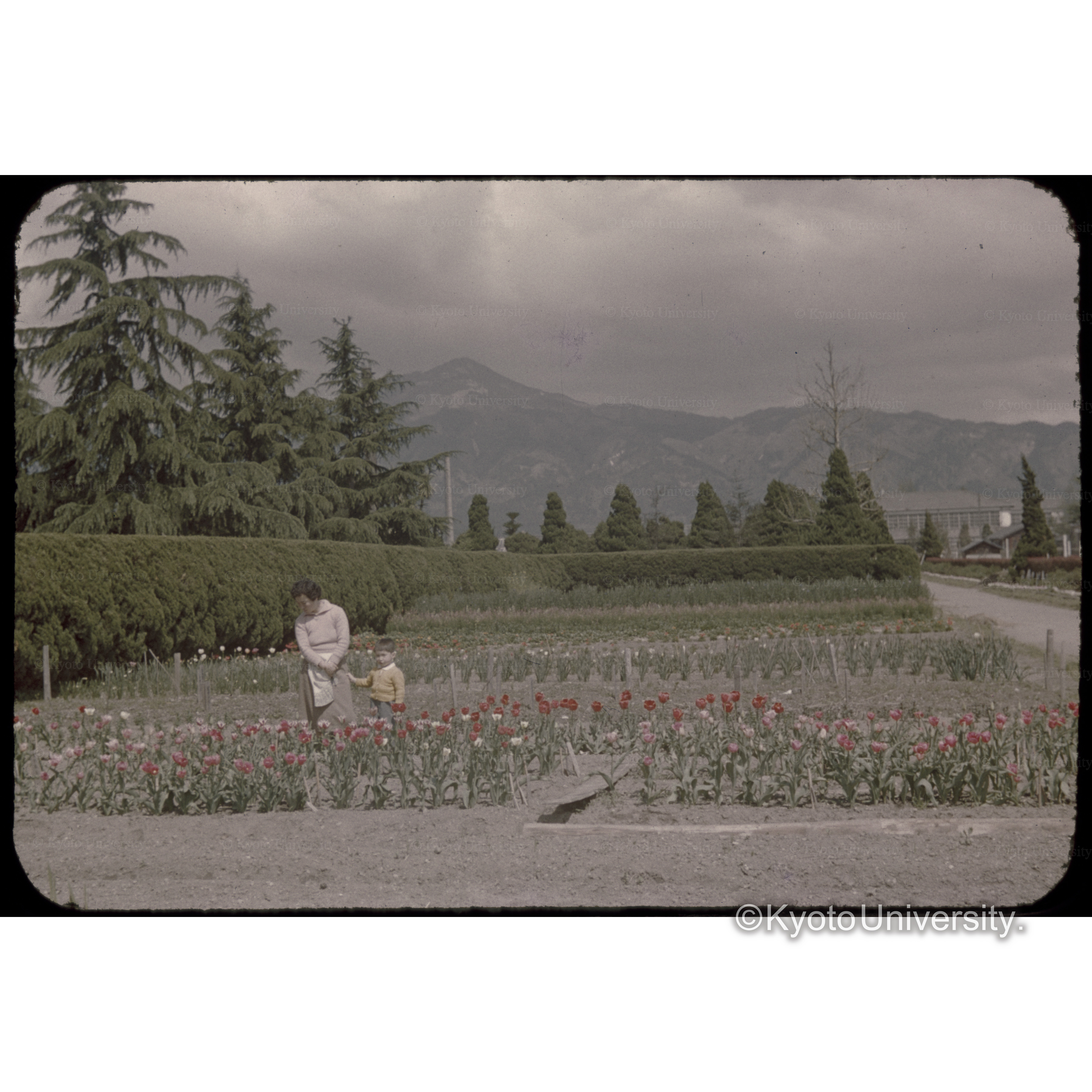 31年4月京都植物園 (1)