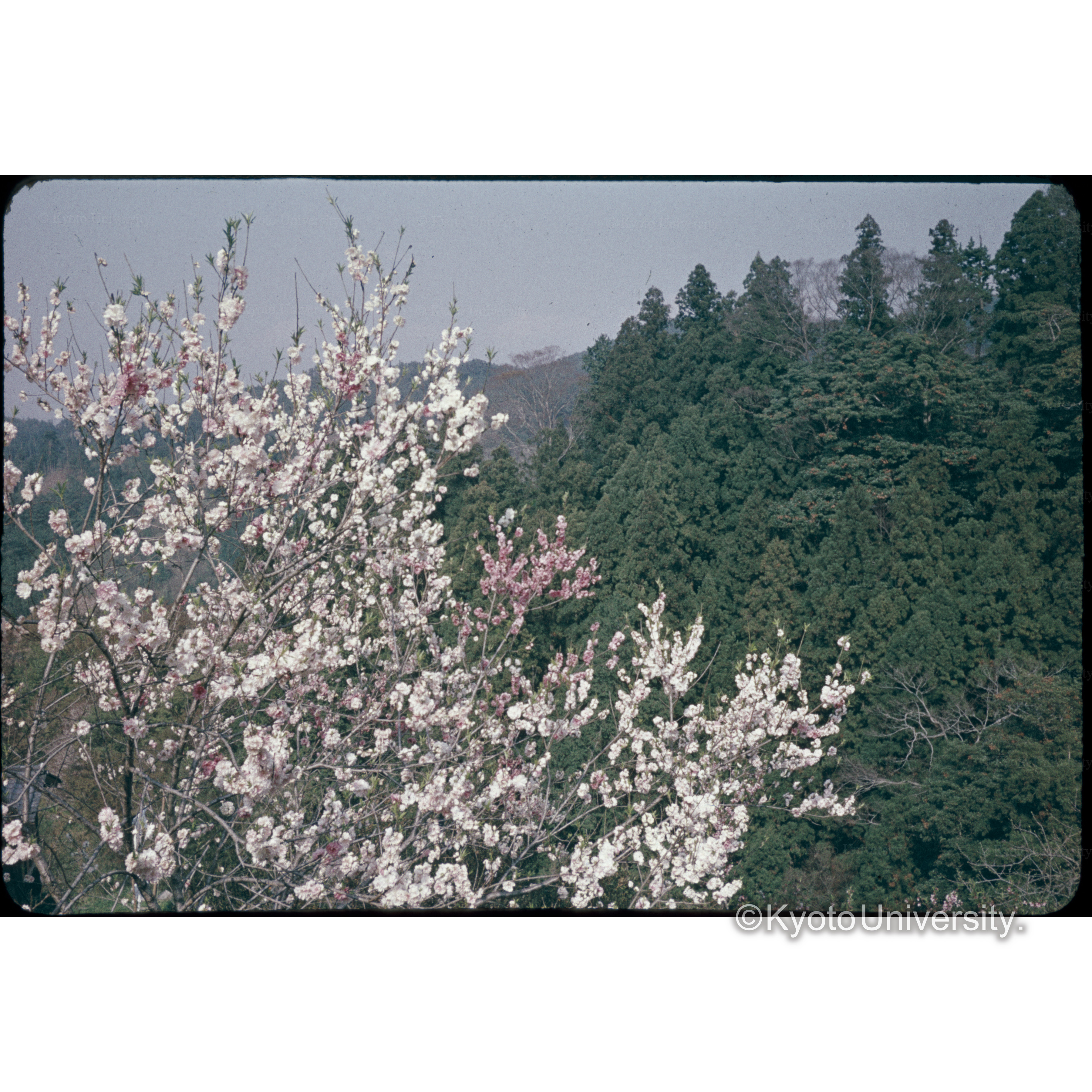 Yoshino〔吉野近郊〕 (1)