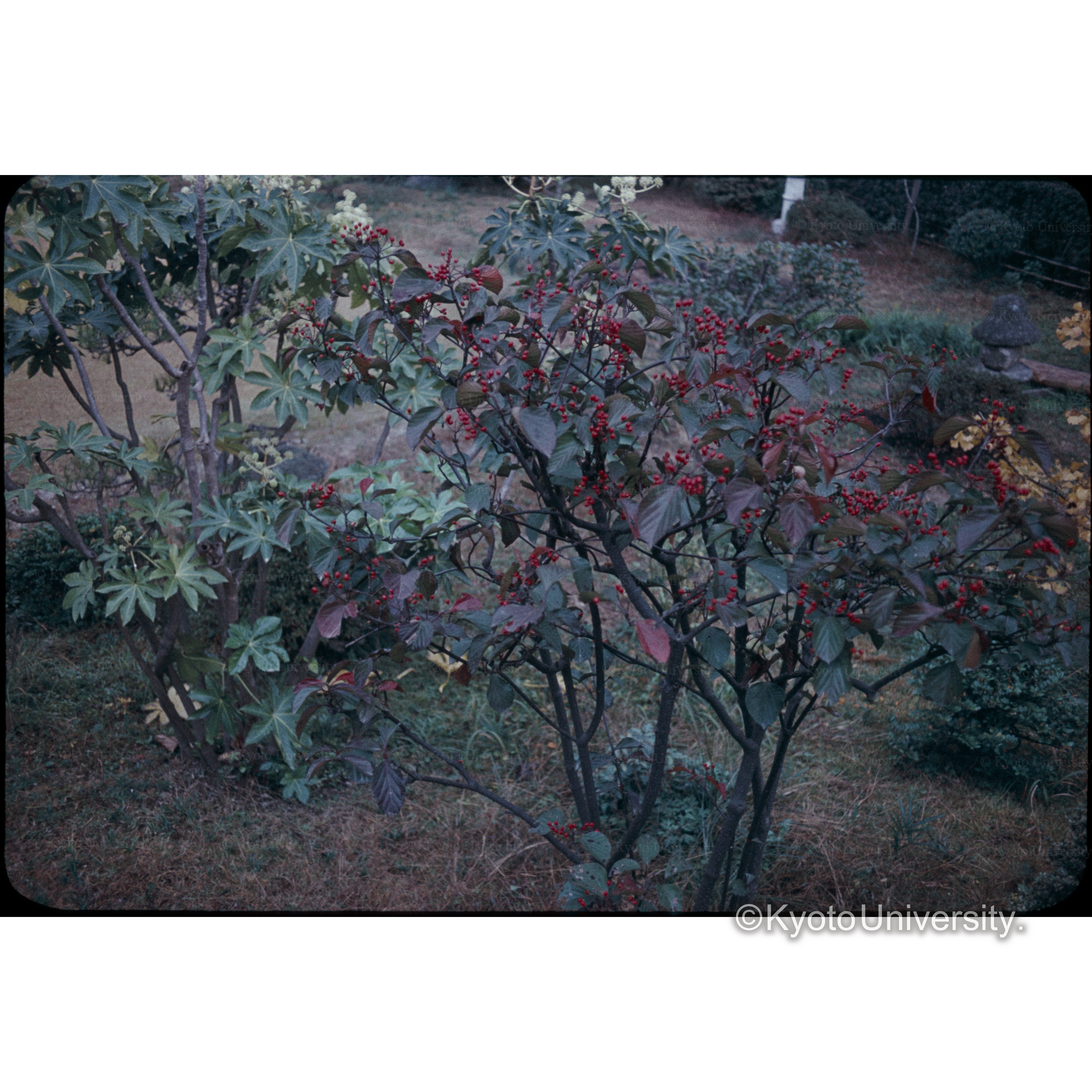 高宮山荘の庭 (1)