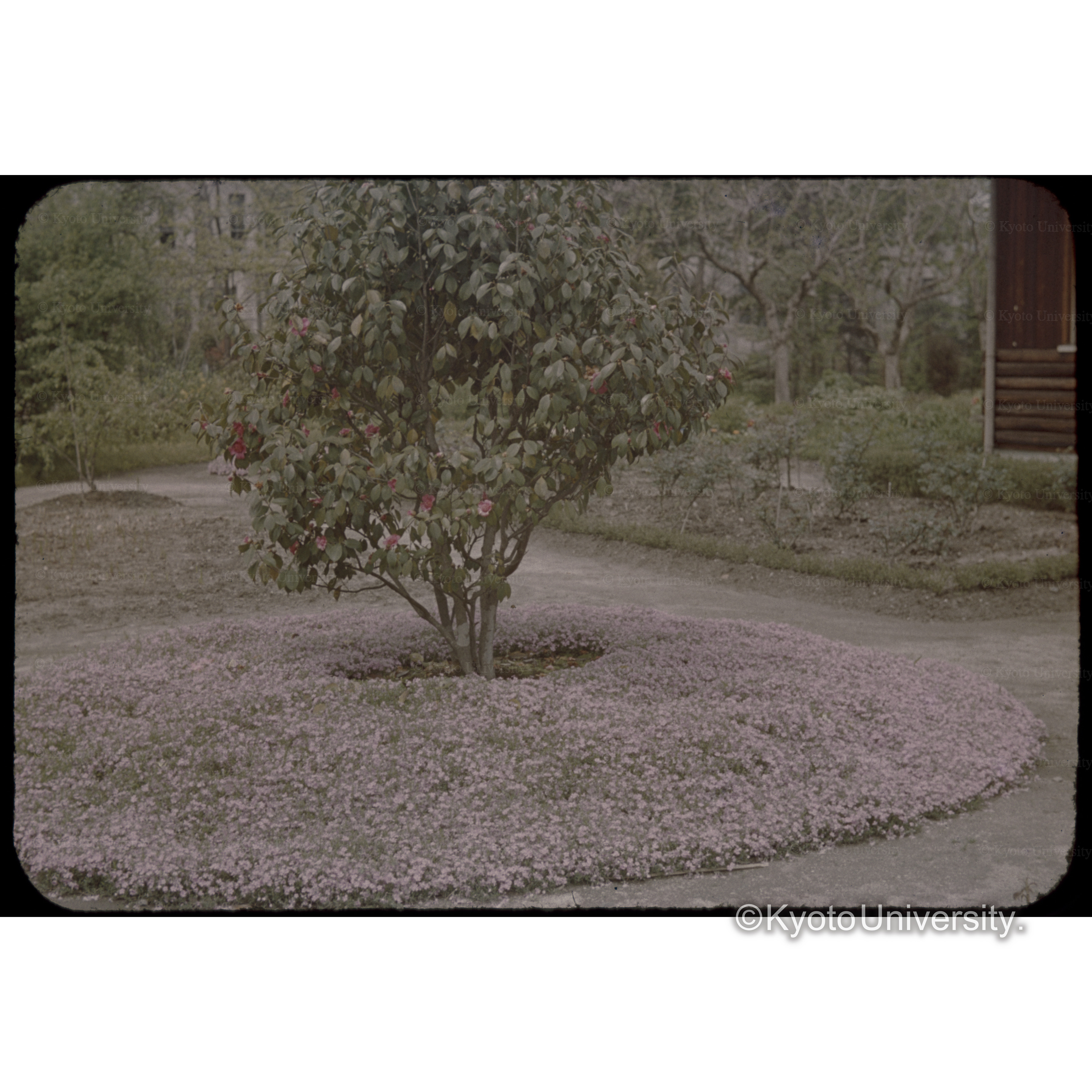 31年4月京大植物園 (1)