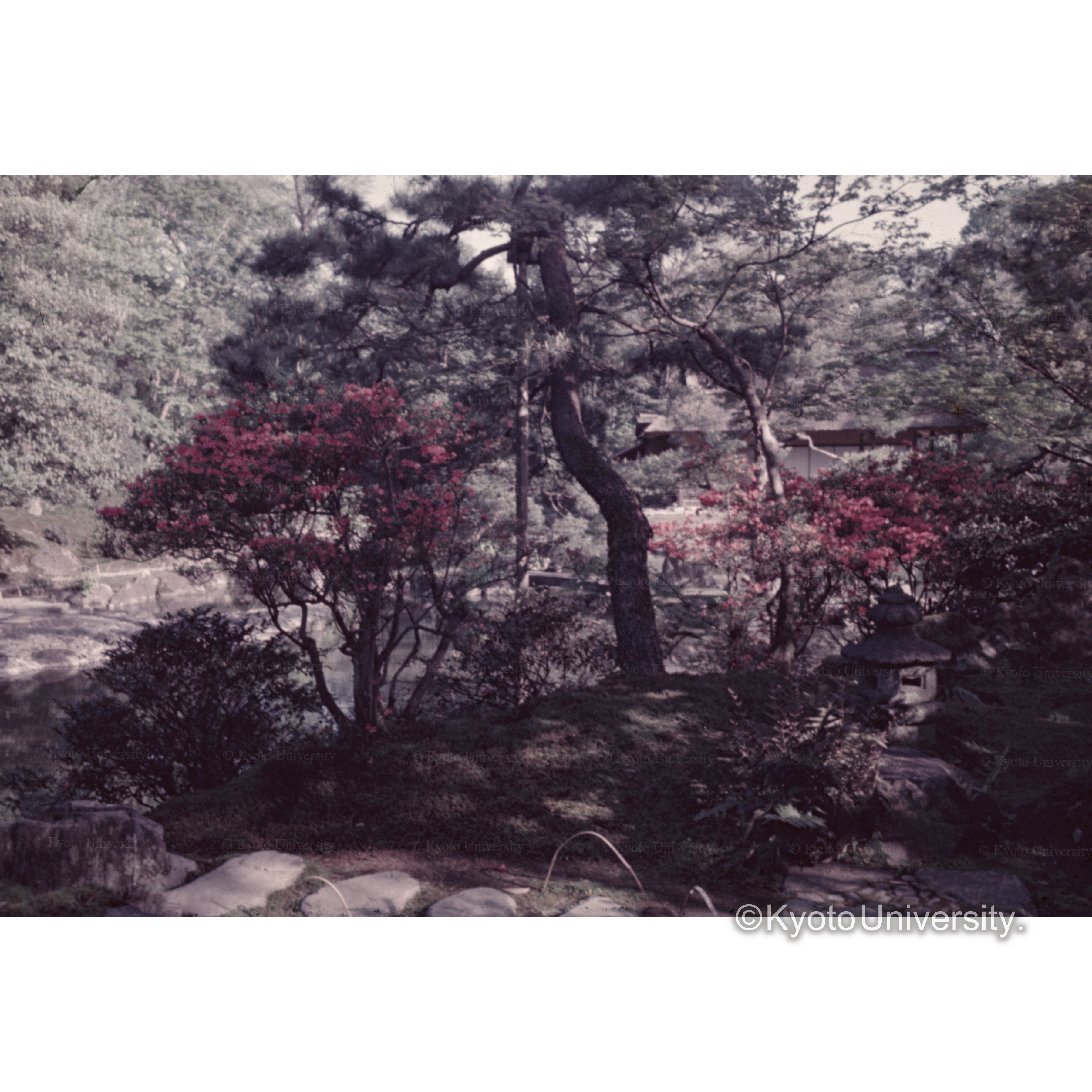 庭園の灯篭と松 (1)