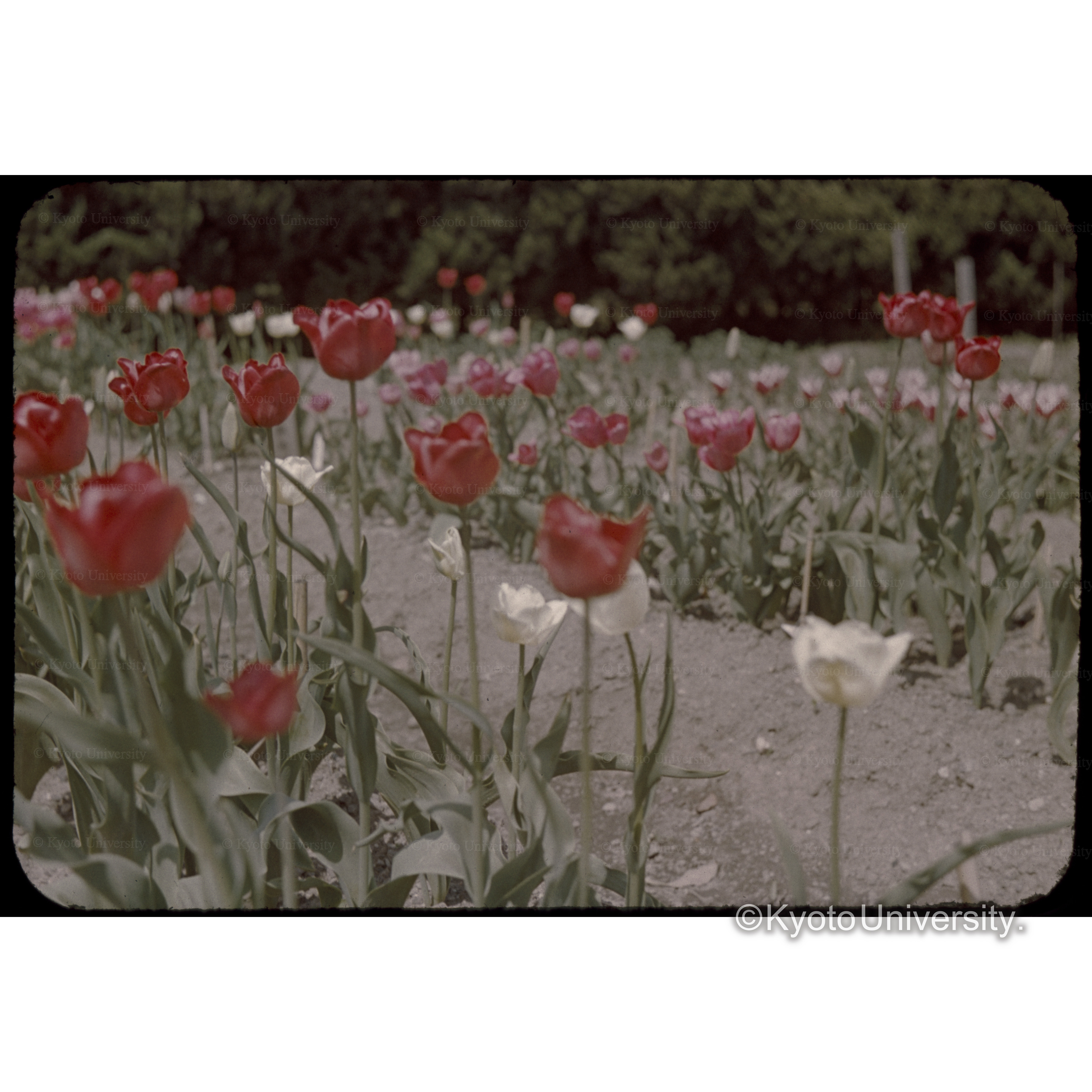 チューリップ (1)