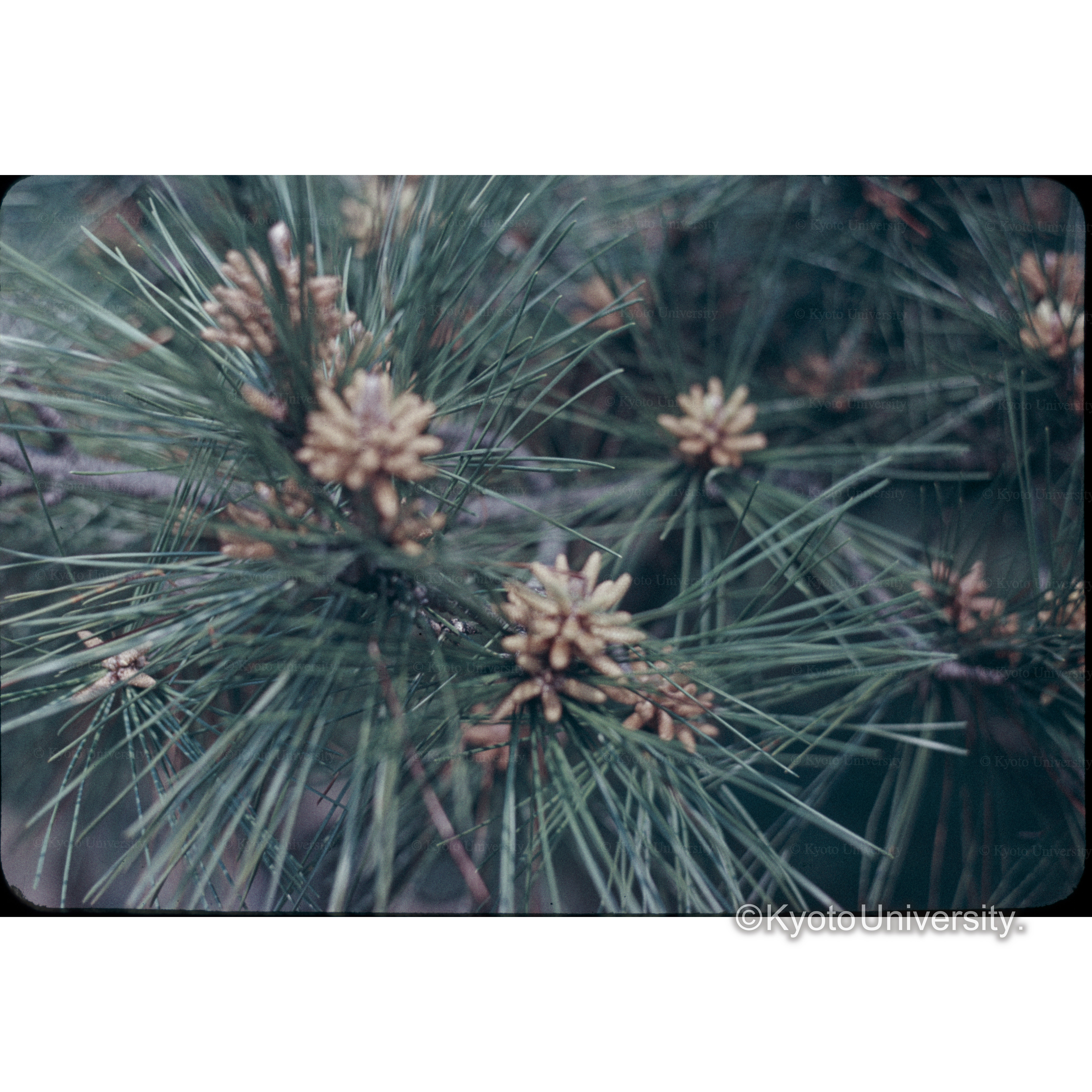 橿原神宮内アカマツ (1)