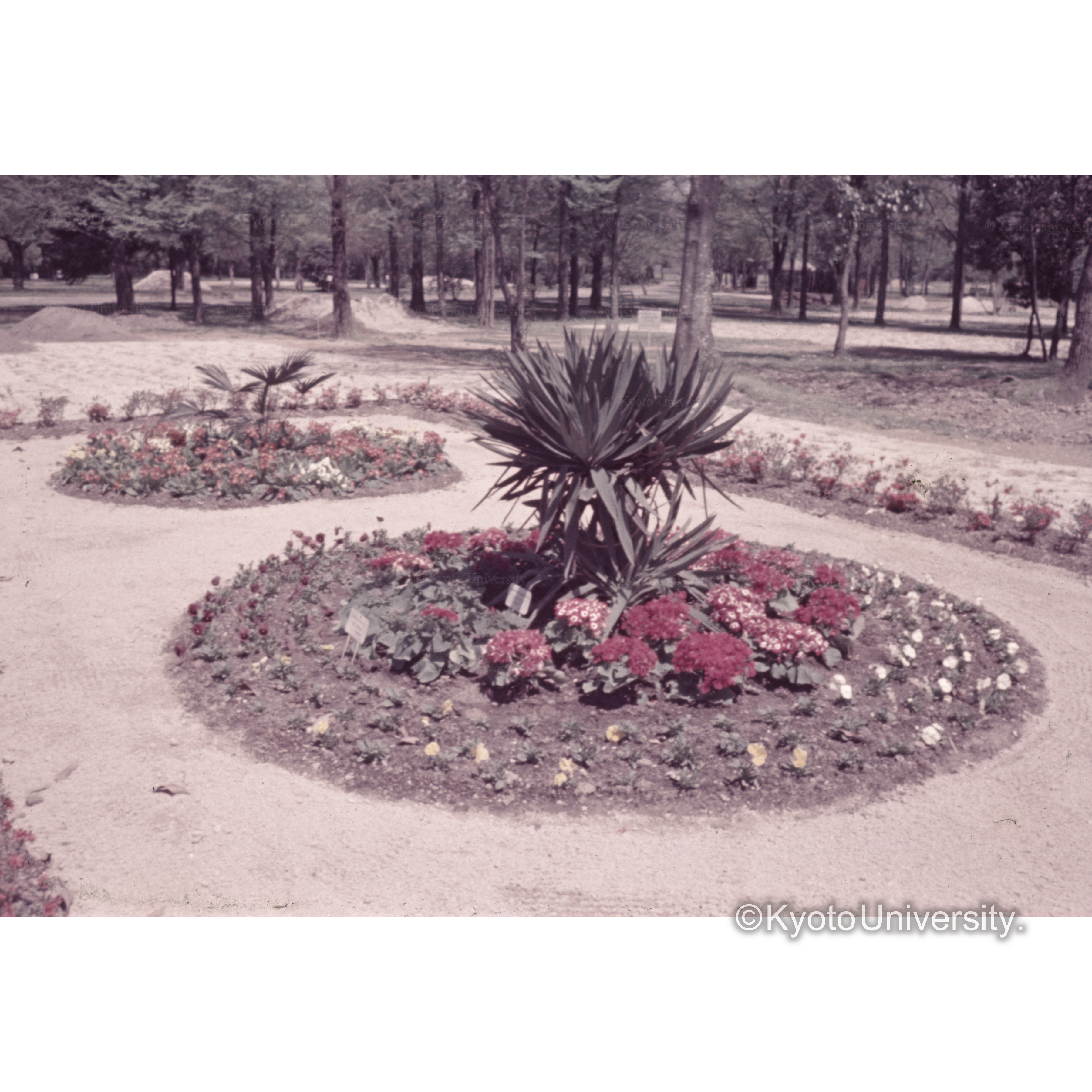 〔花壇〕 (1)