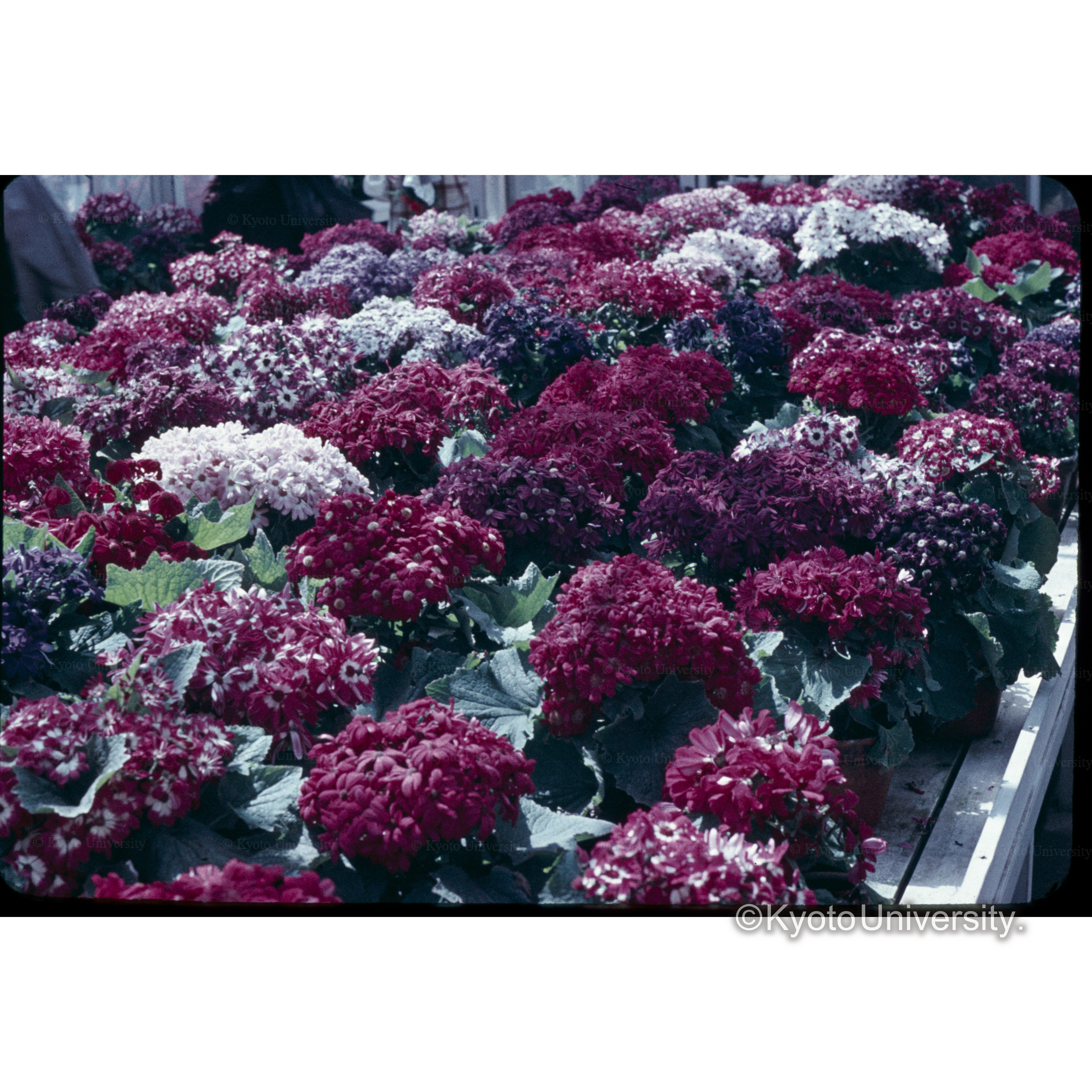 サイネリア、□□□□、別邸 (1)