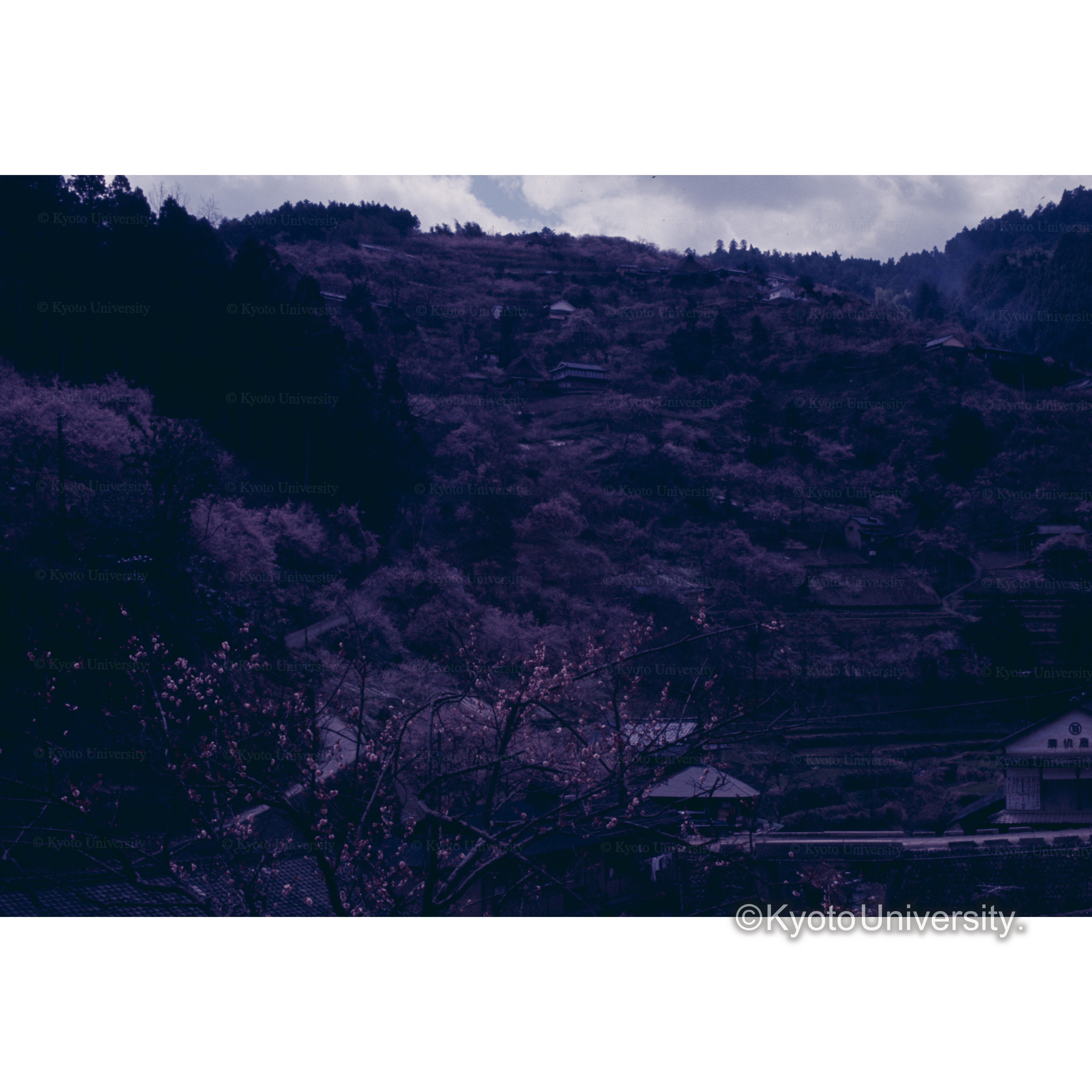 西吉野(紅梅) (1)