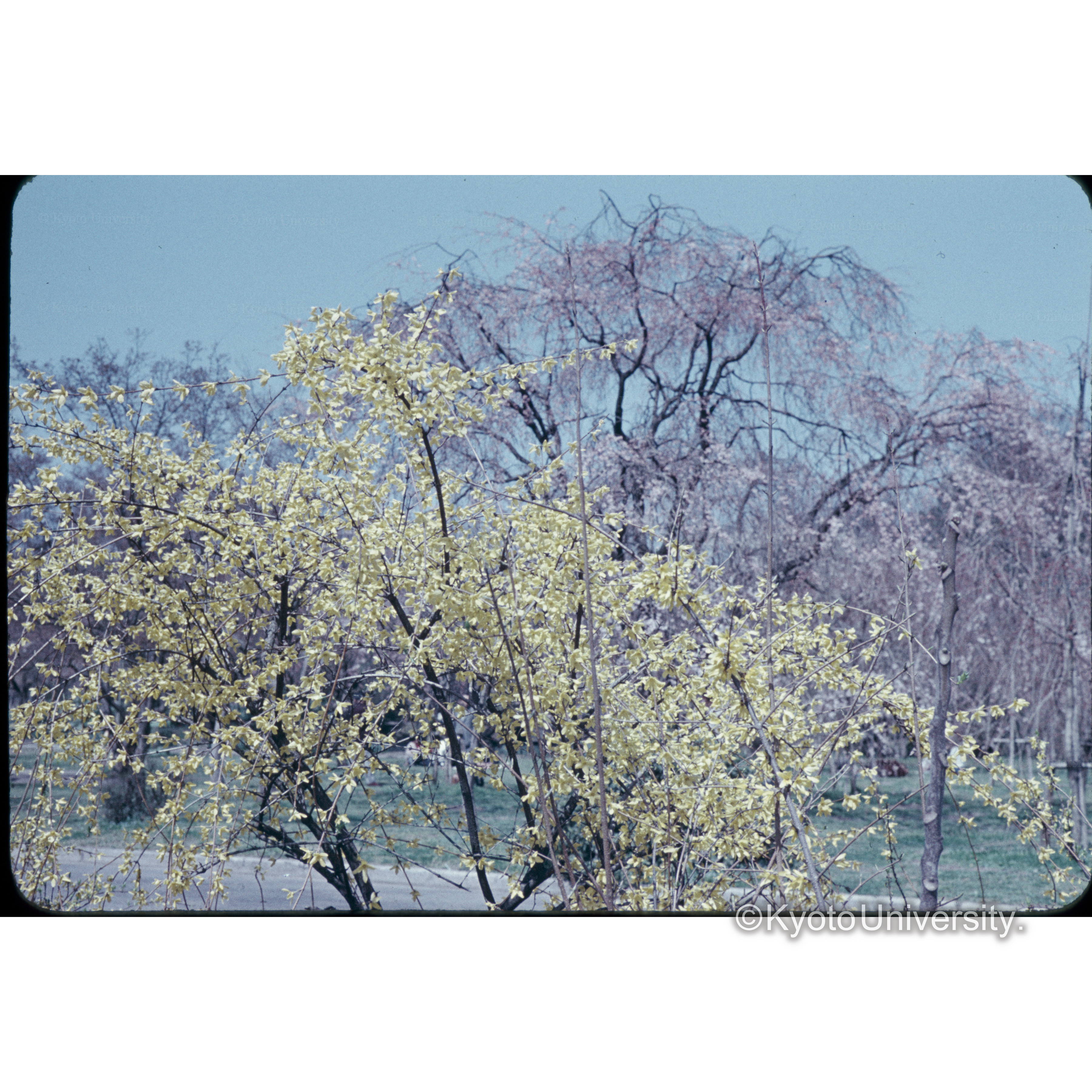 エニシダとシダレザクラ (1)