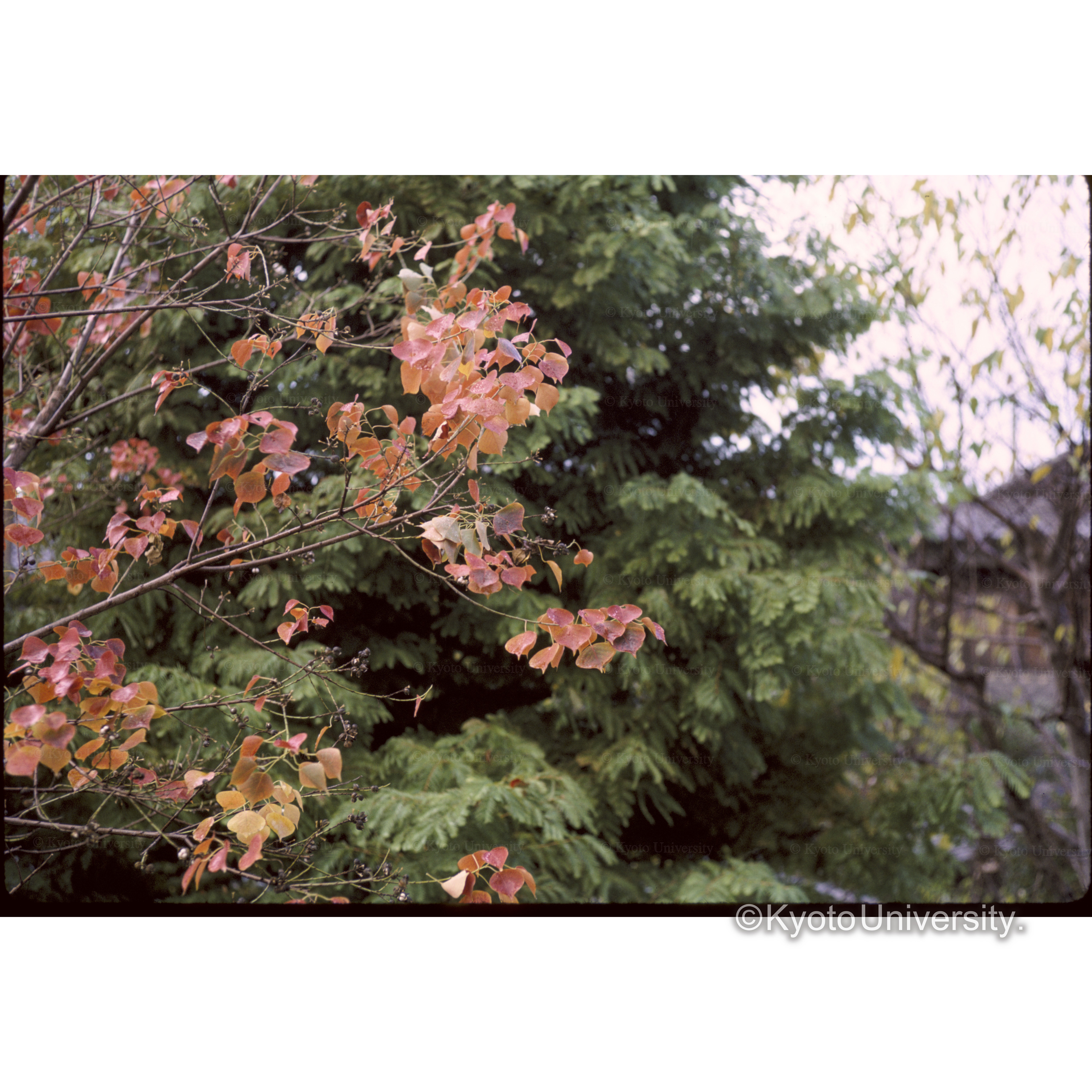 自宅(ナンキンハゼとメタセコイヤ) (1)