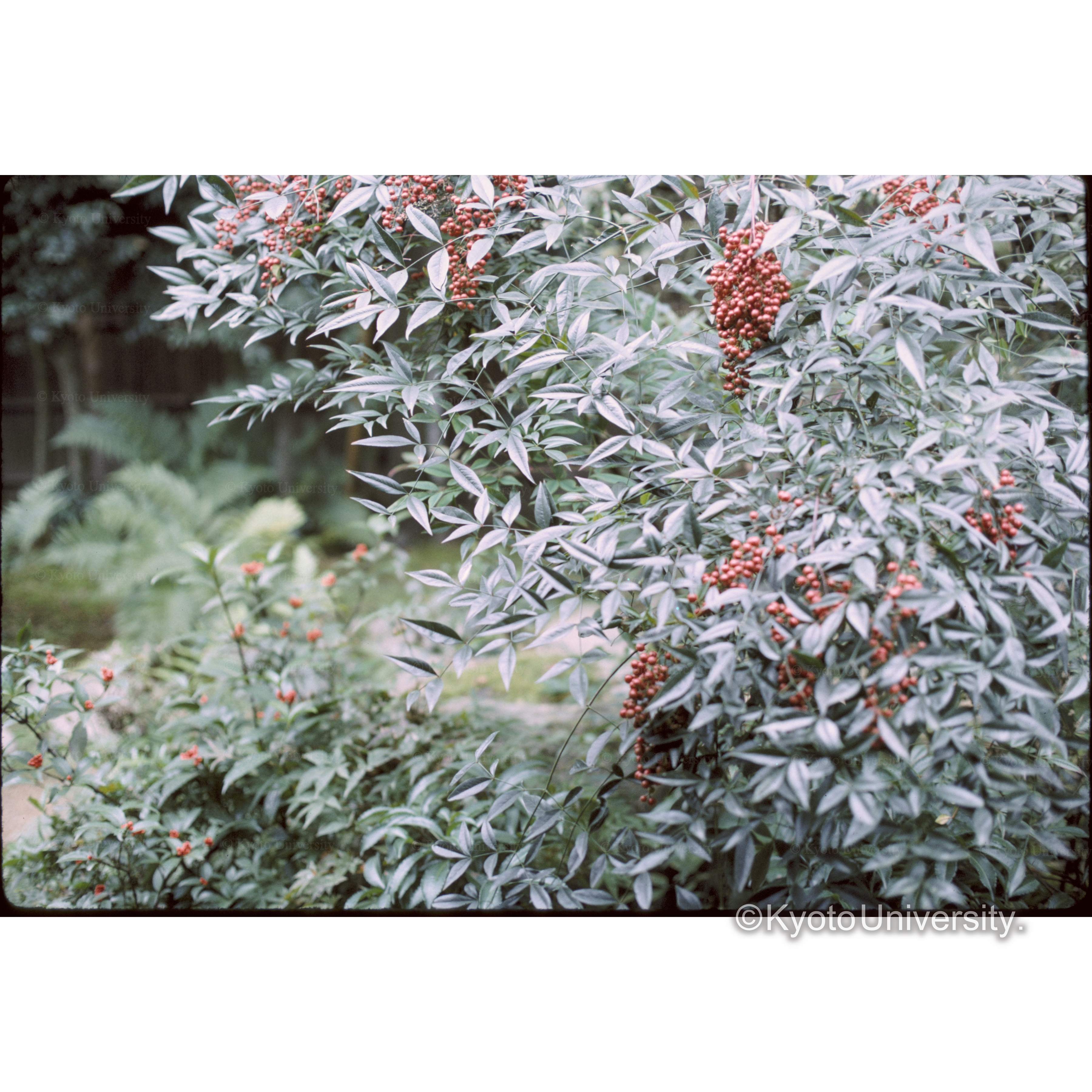 依水園(ナンテンとセンリョウ) (1)