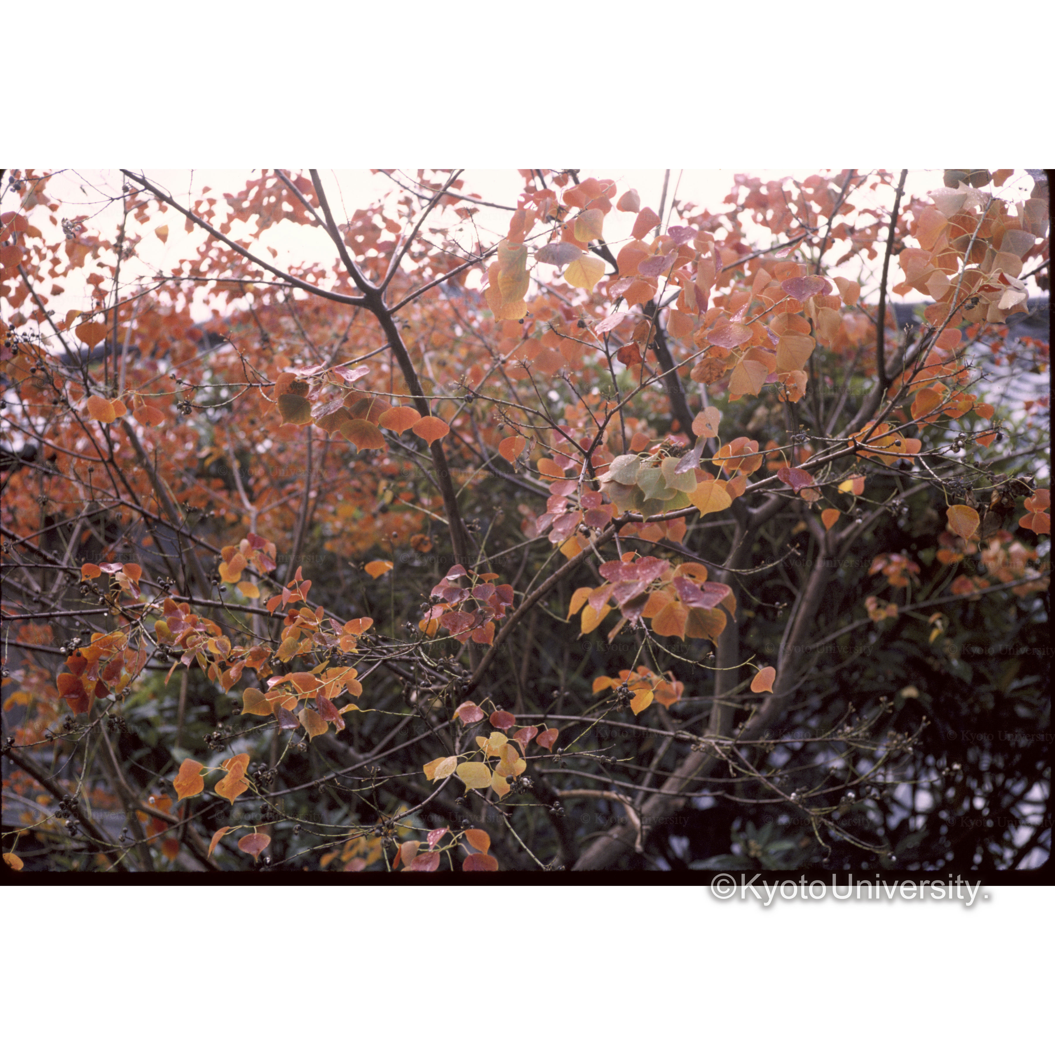 自宅(ナンキンハゼとメタセコイヤ) (1)