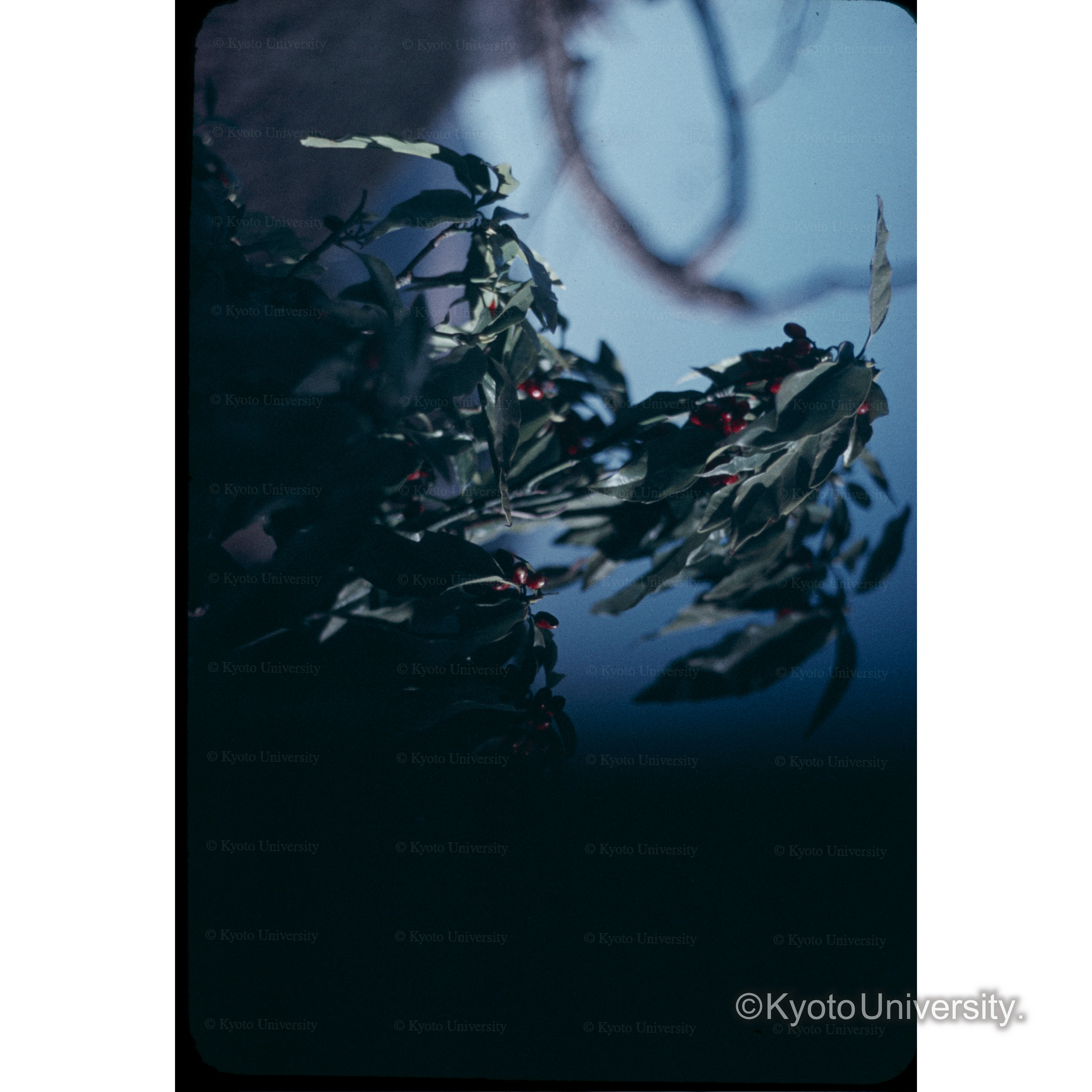 アオキ　湯布院 (1)