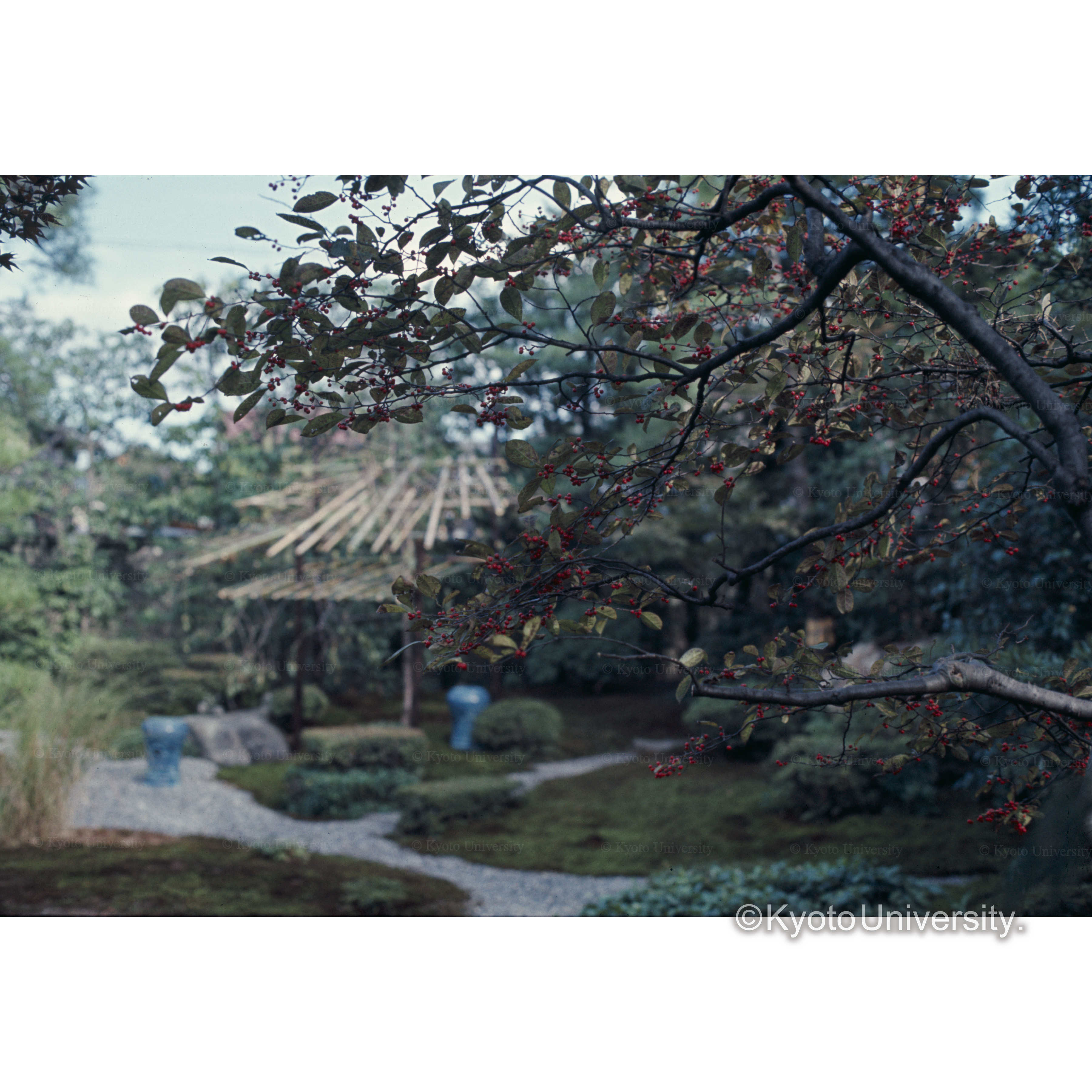 京都　□□邸庭園 (1)