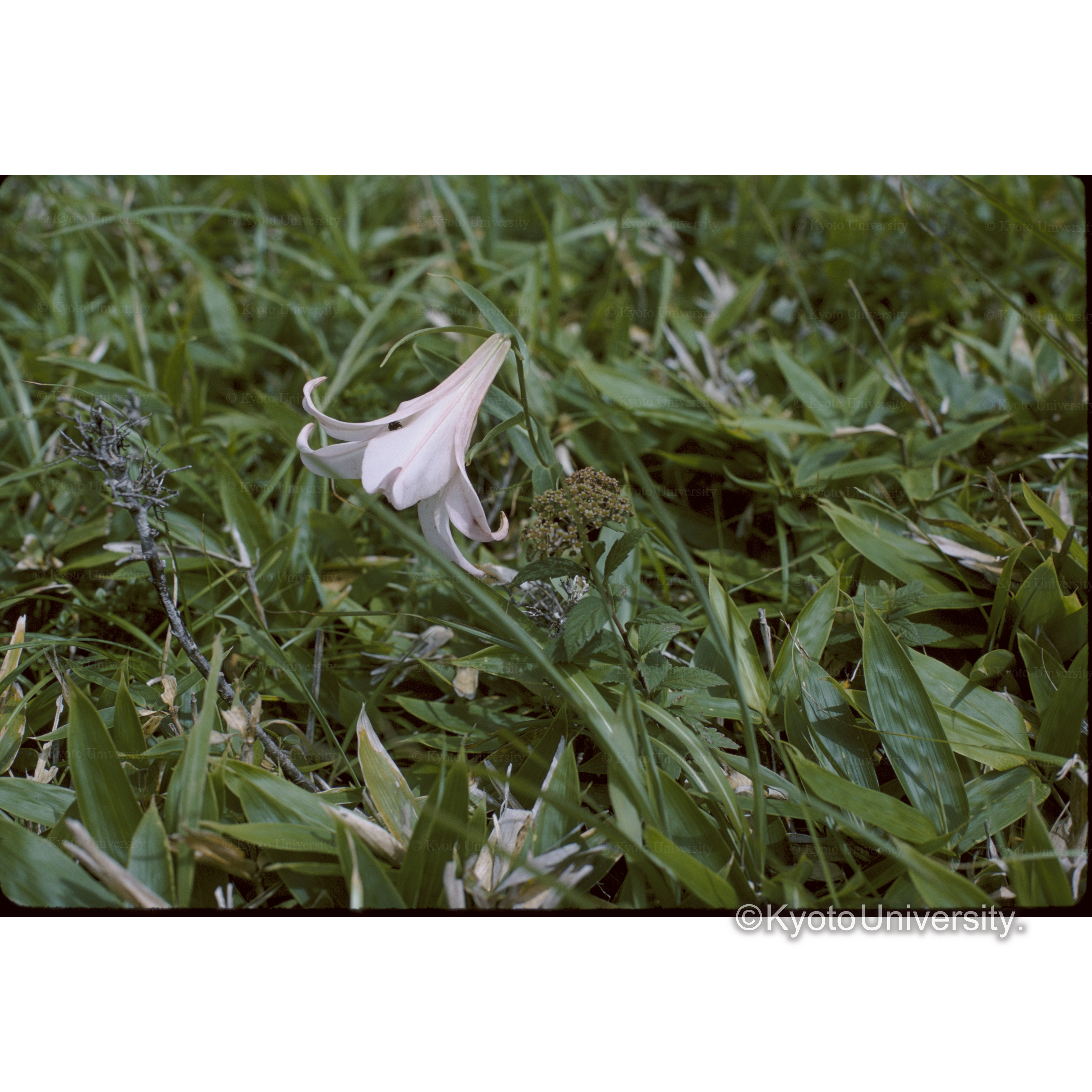 山ゆり(□□山) (1)