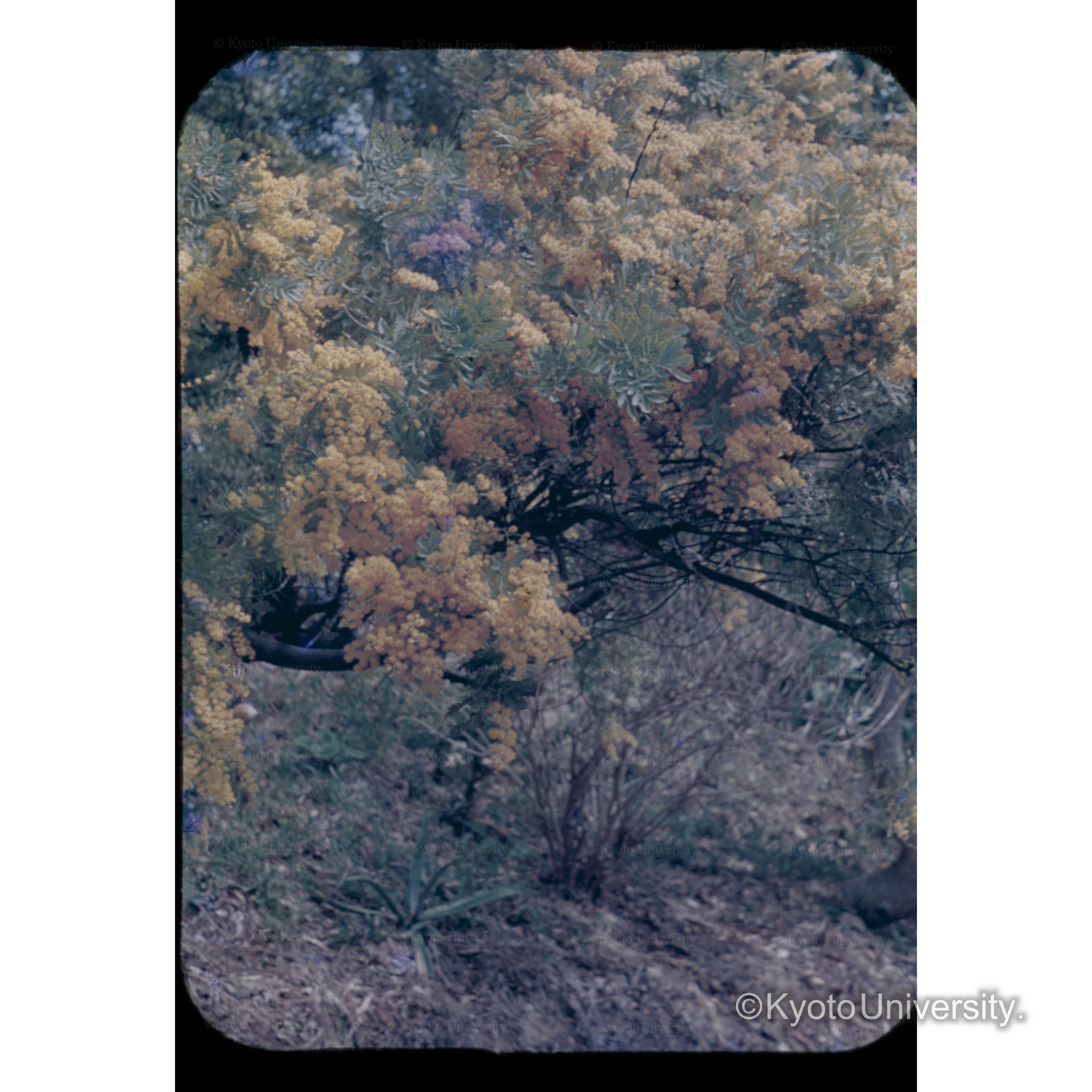 白浜試験地　A　No.3 (1)