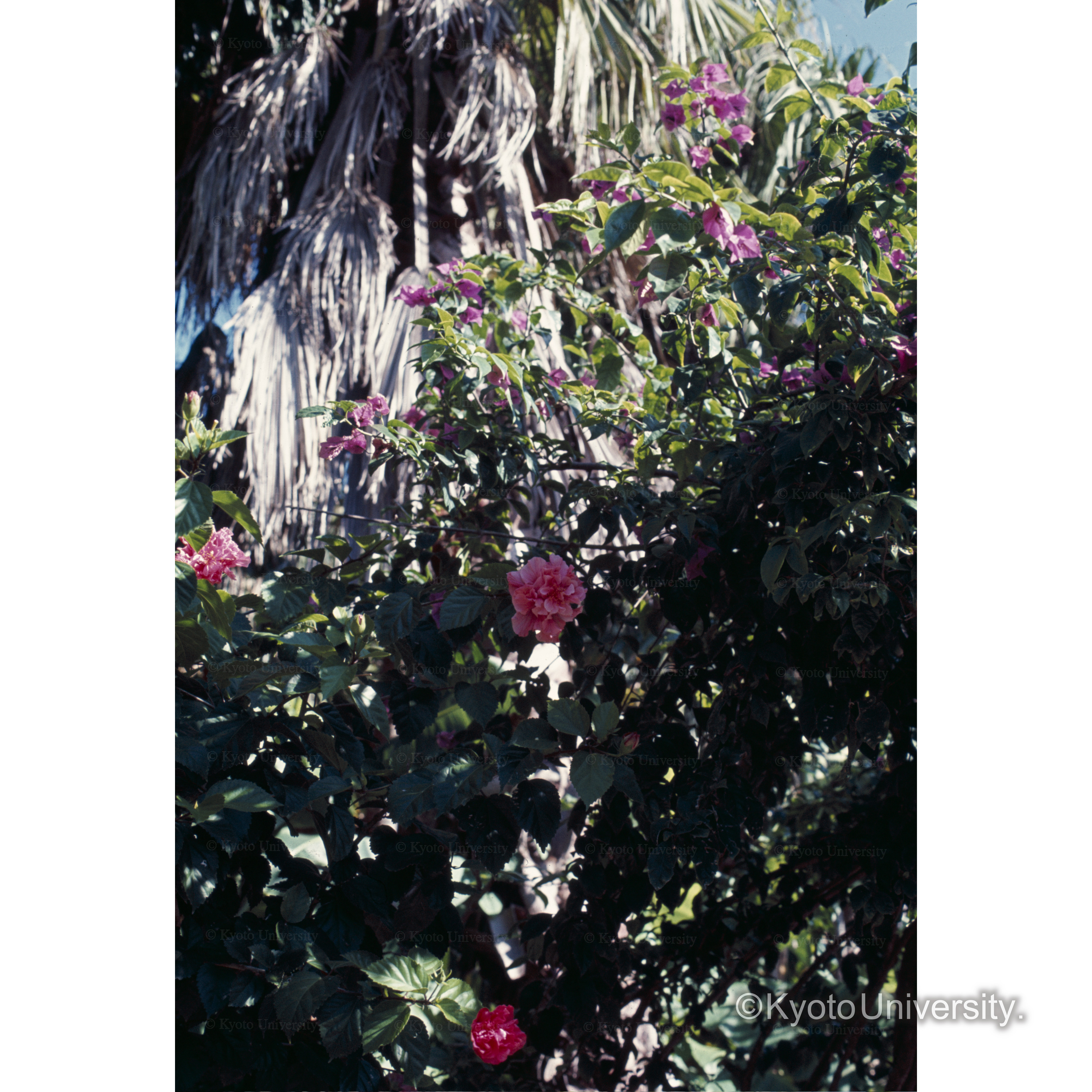 青島(ムクゲ) (1)