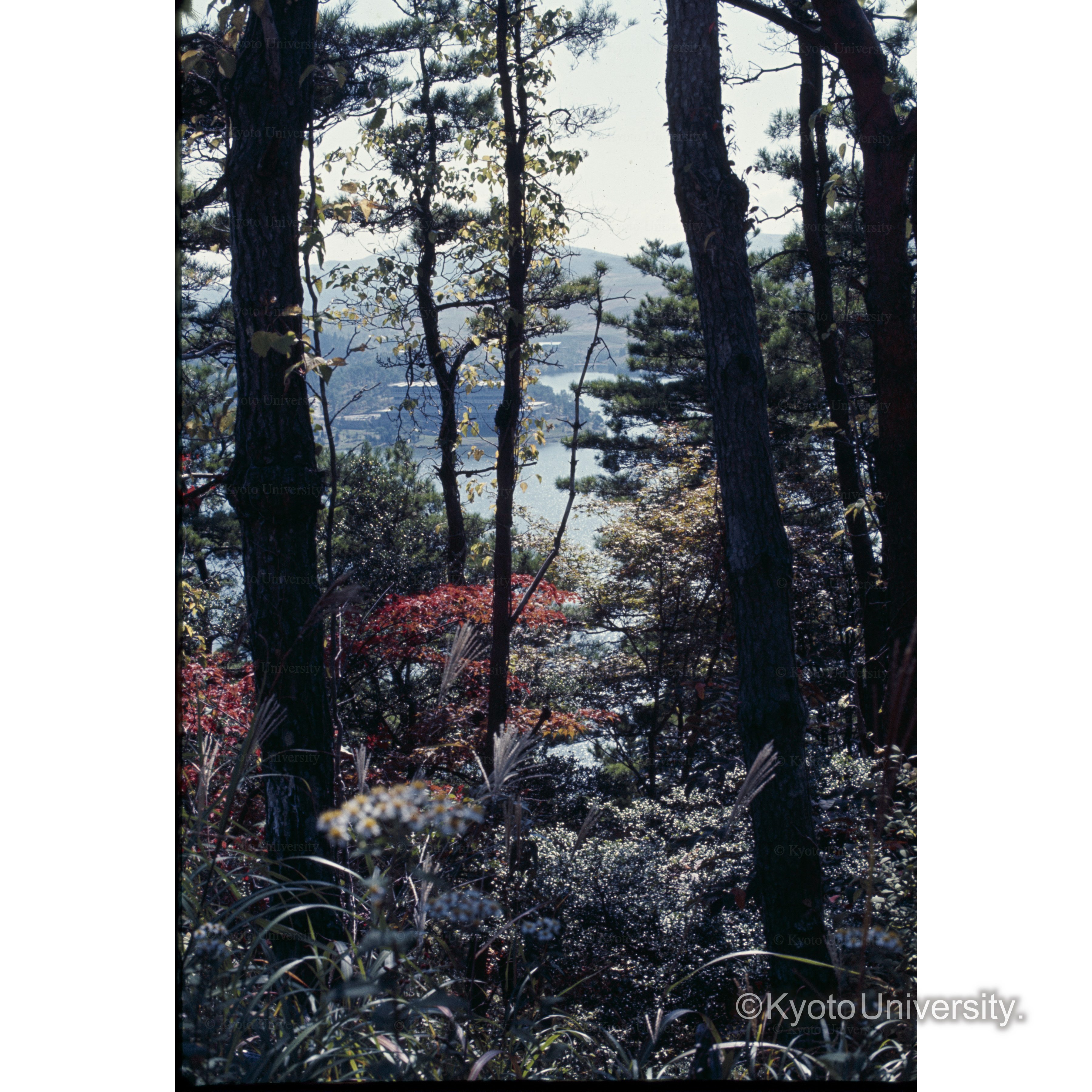 九重レークサイド・ホテル (1)