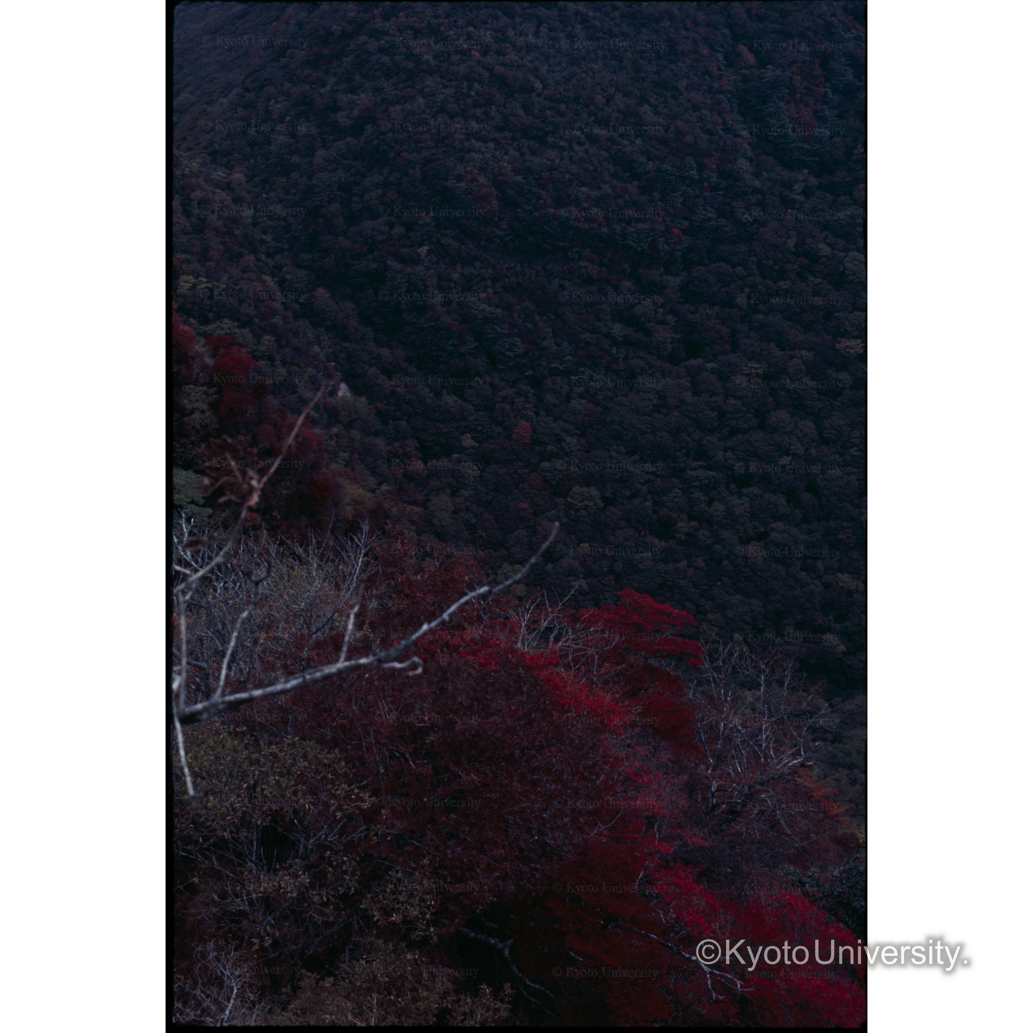 雲仙.普賢岳 (1)