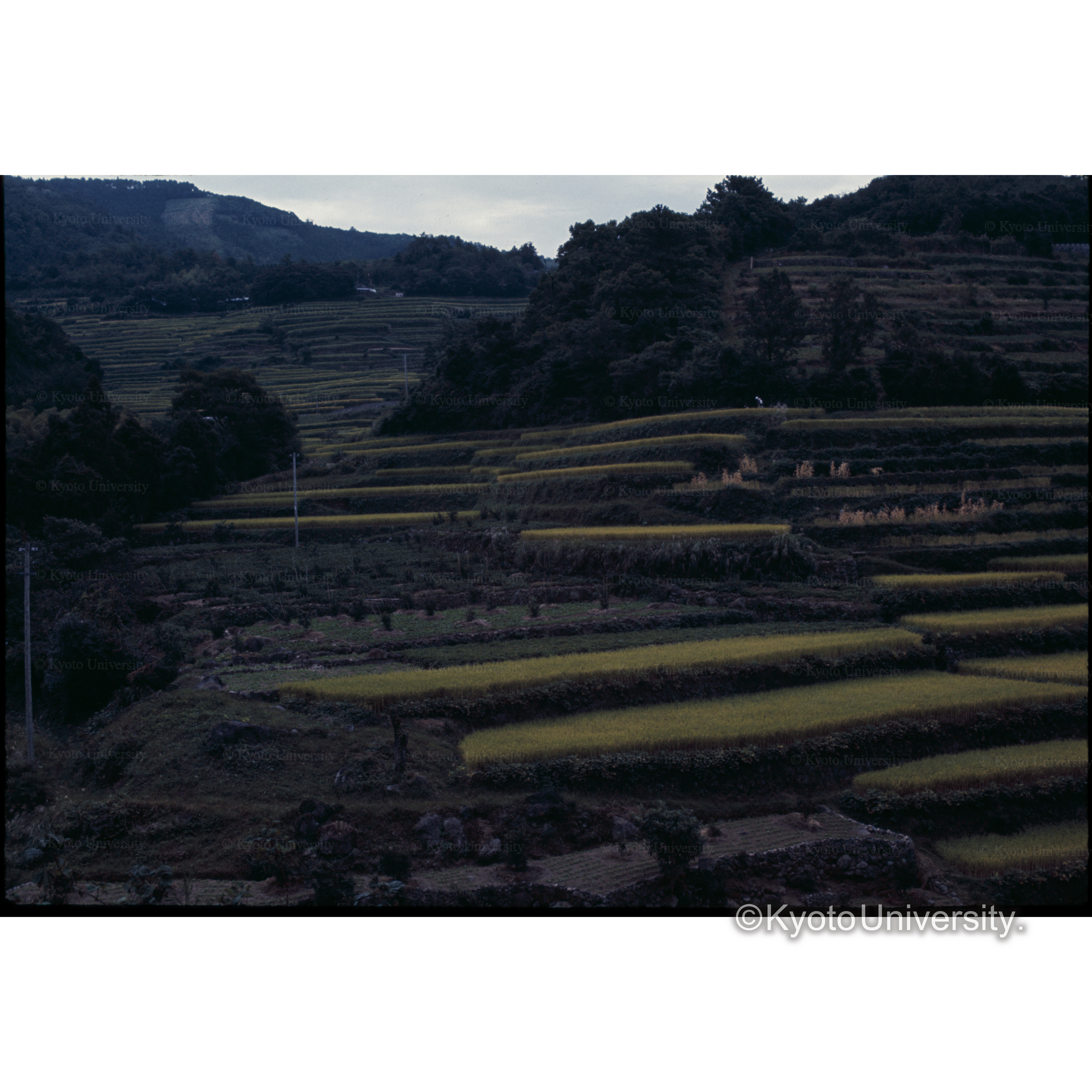 諫早付近の段々畑 (1)