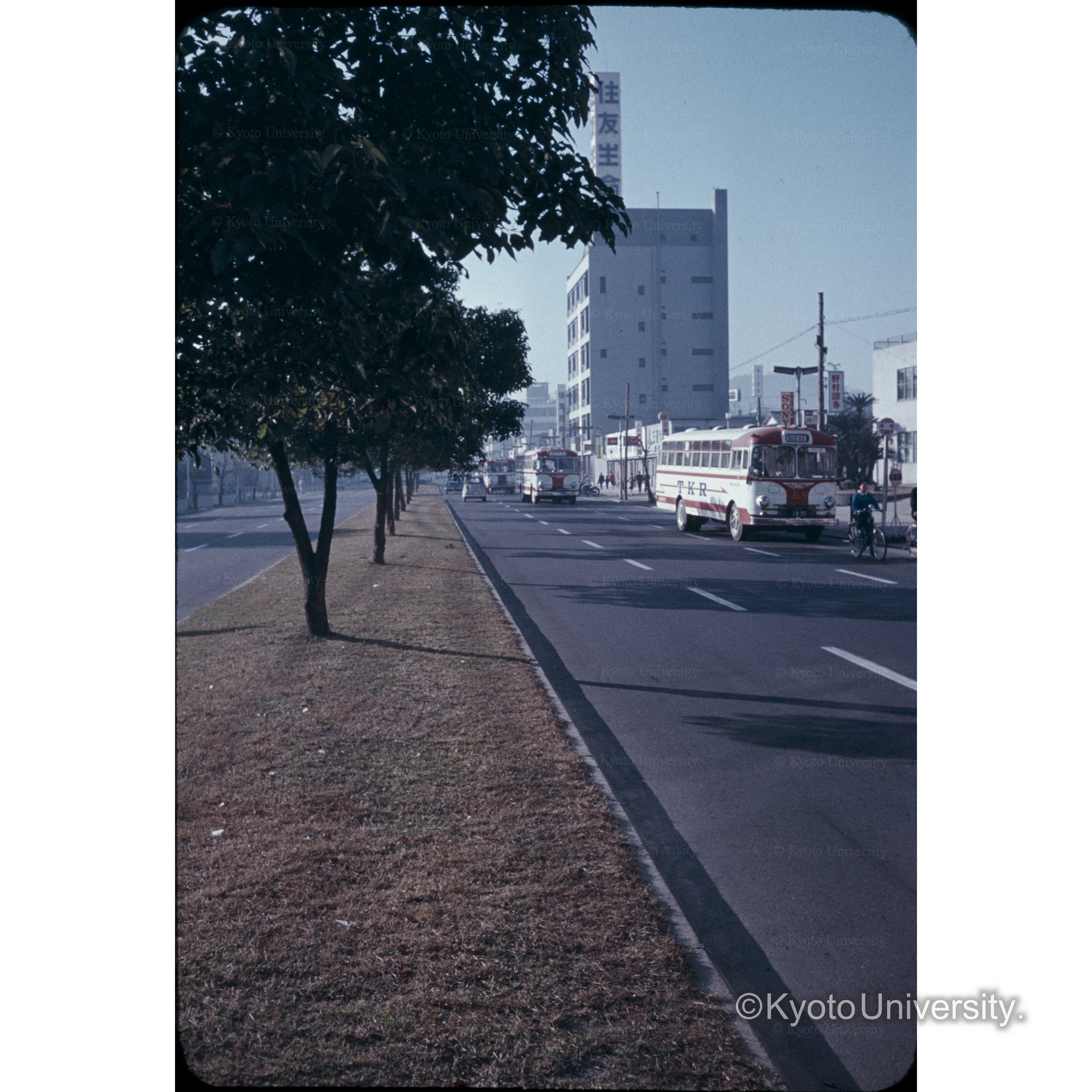 高松中央通り（クス並木) (1)