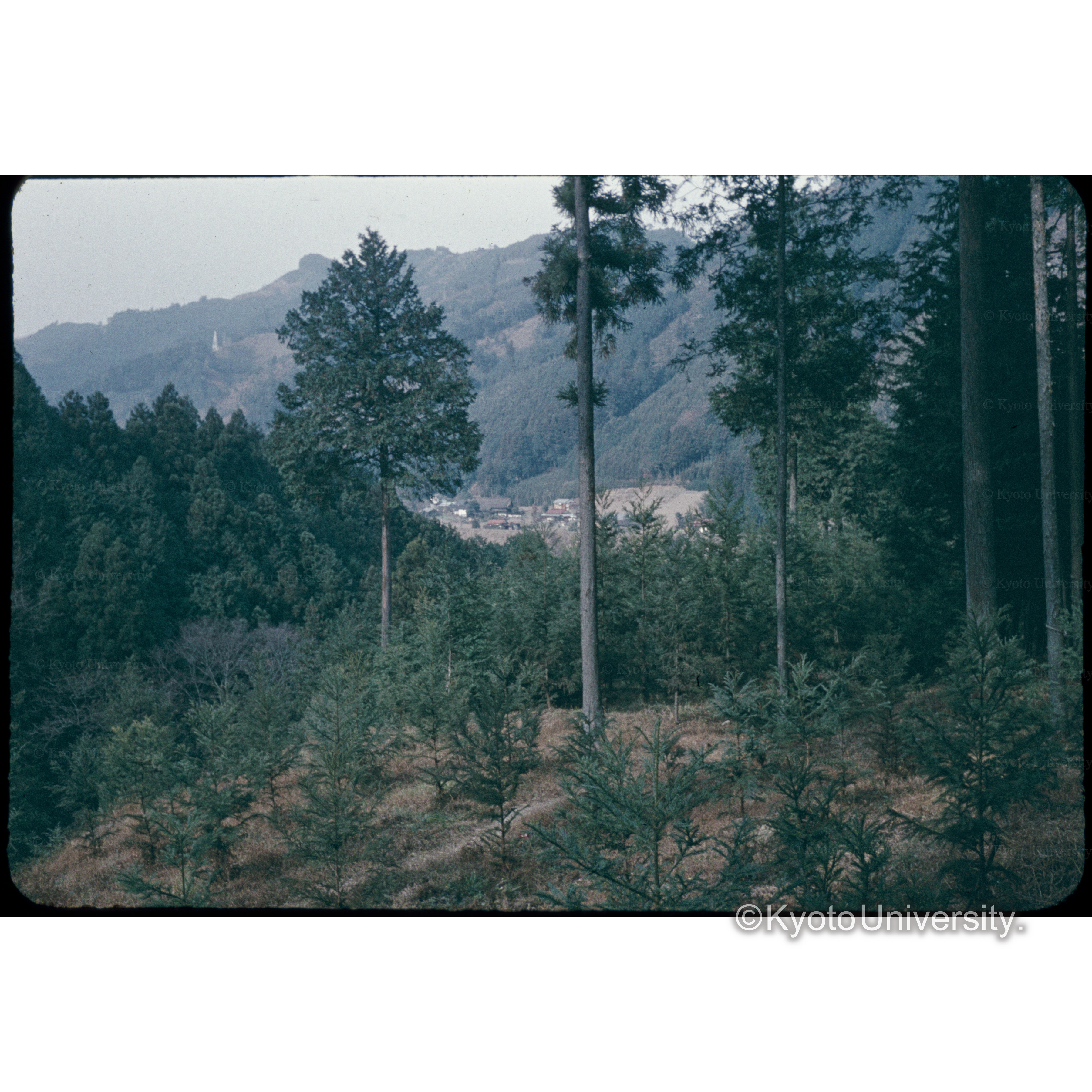 青梅(旧吉野村) (1)