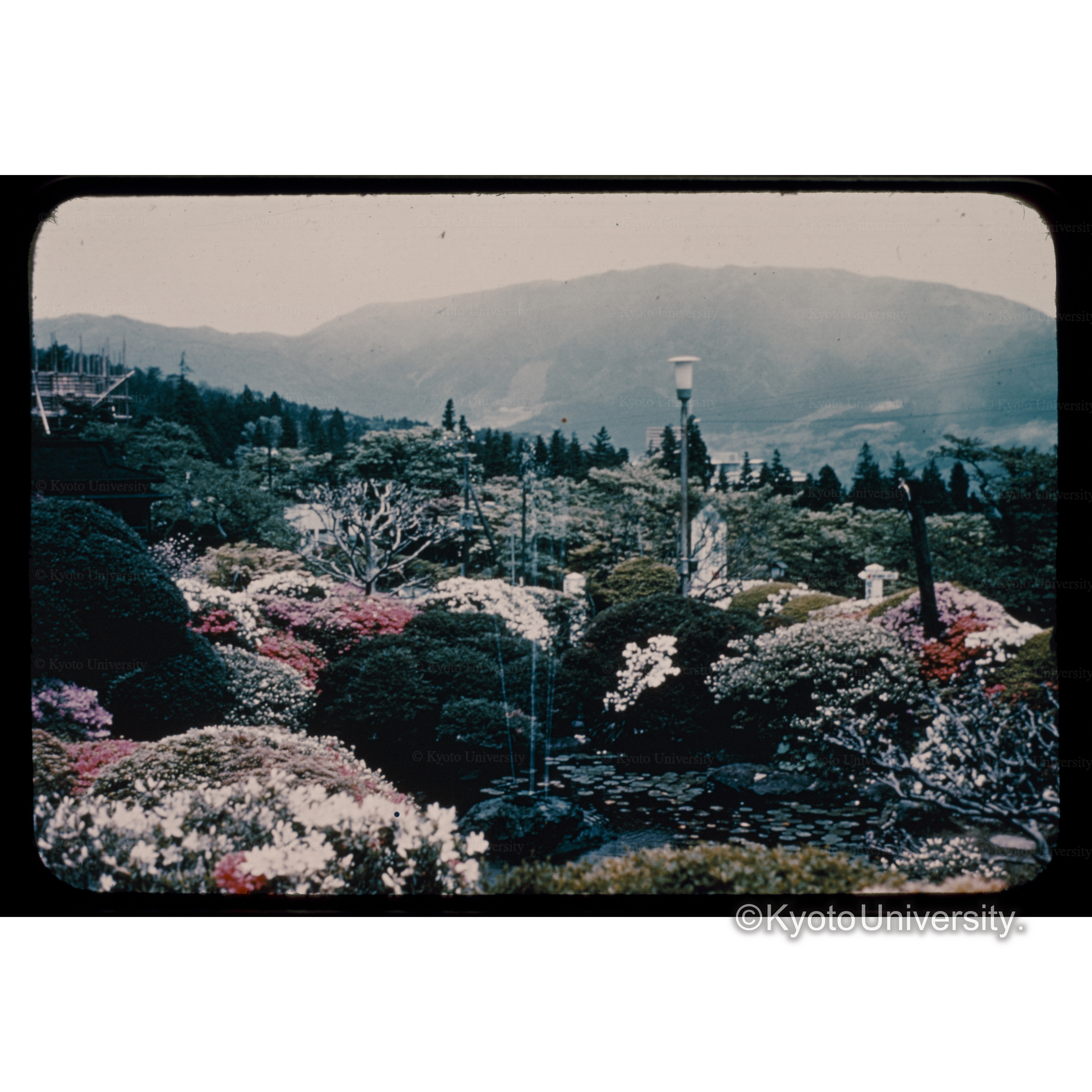 小湧谷のツツジ園、箱根小涌谷 (1)