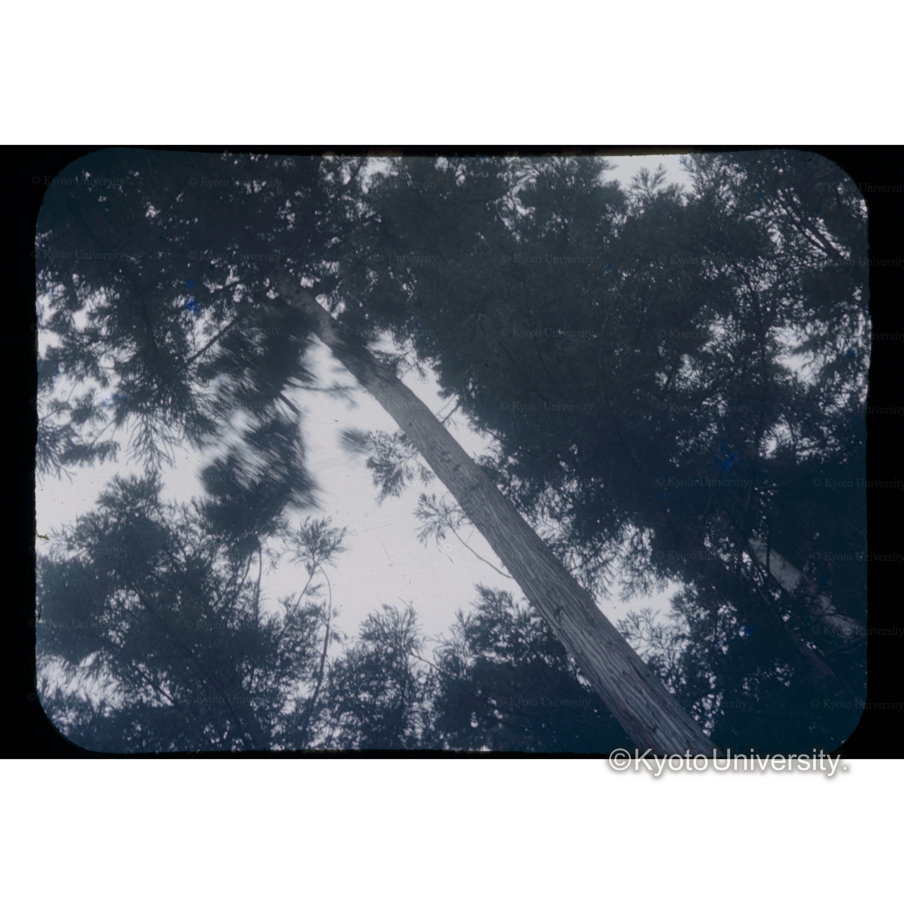 □根村　枝打（スギ） (1)