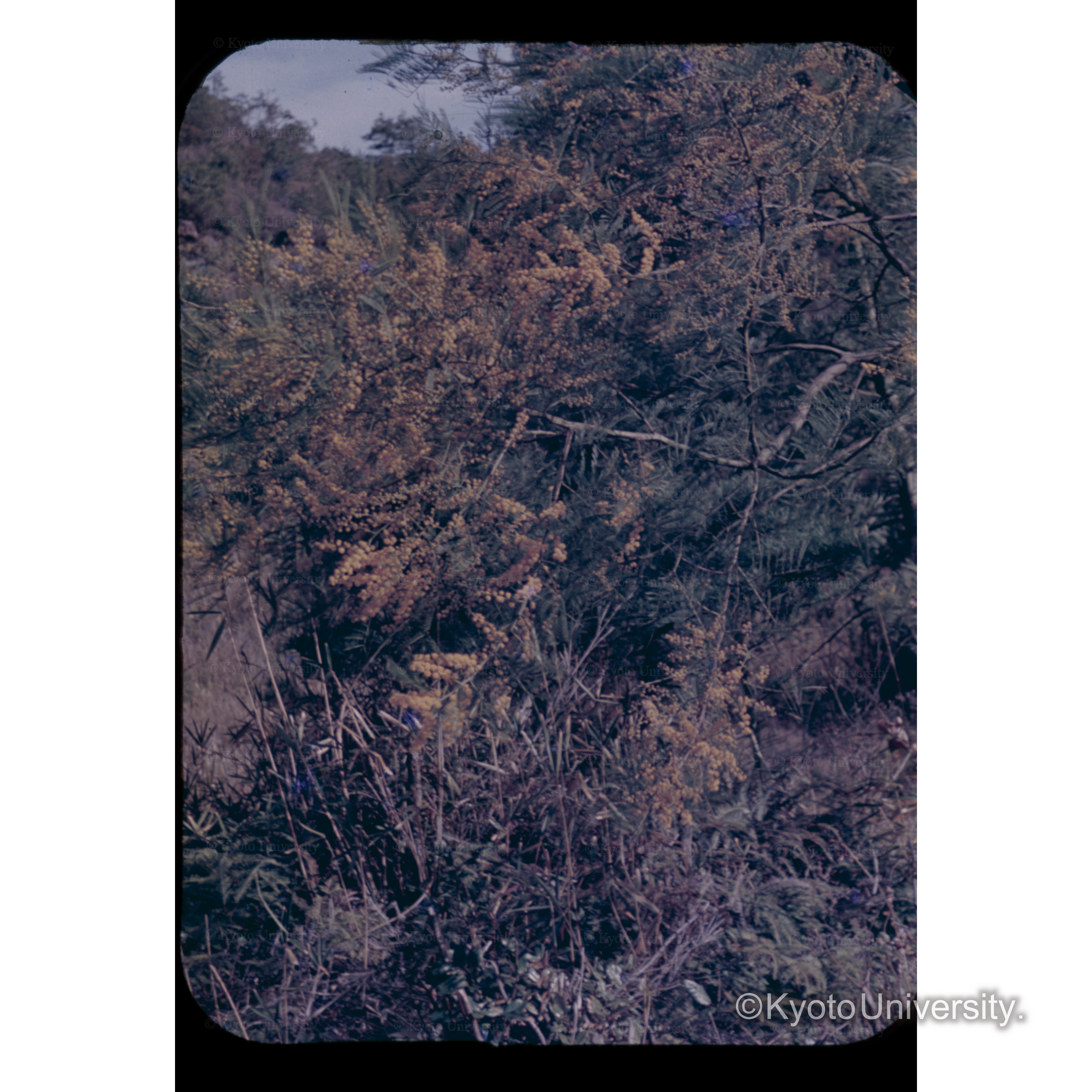 白浜試験地　A　No.4 (1)