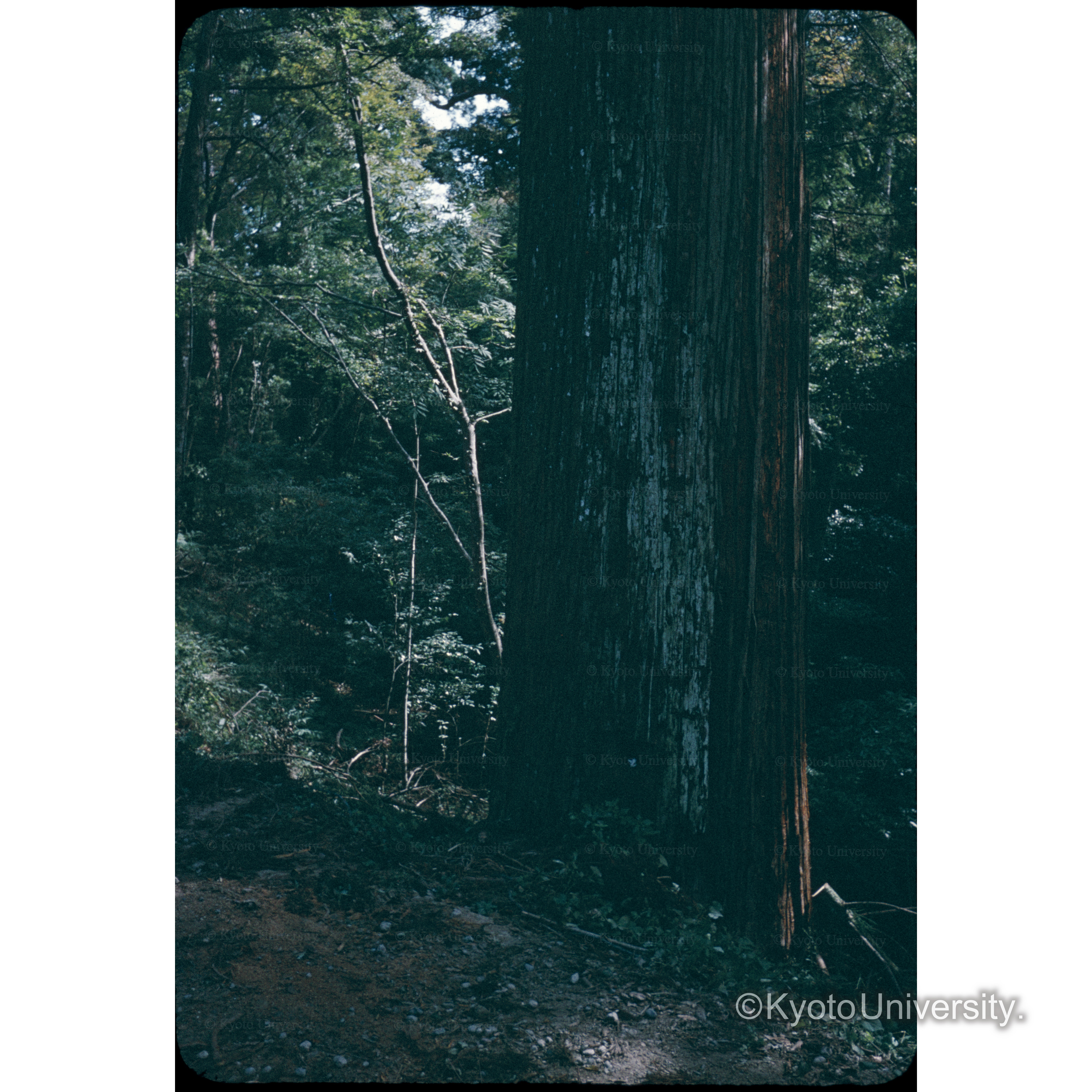 春日山□□林 (1)