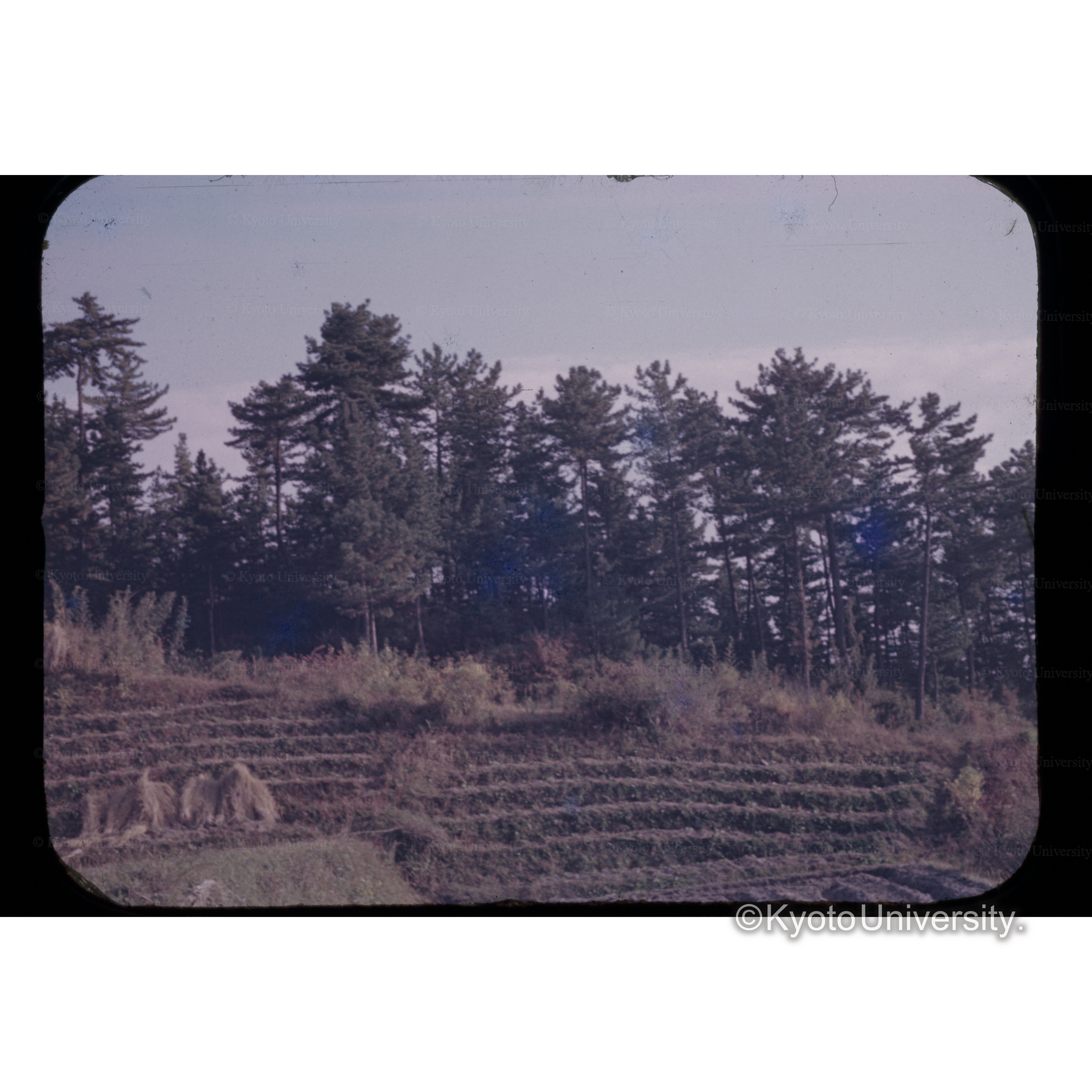 屋島下アカマツ択伐林 (1)