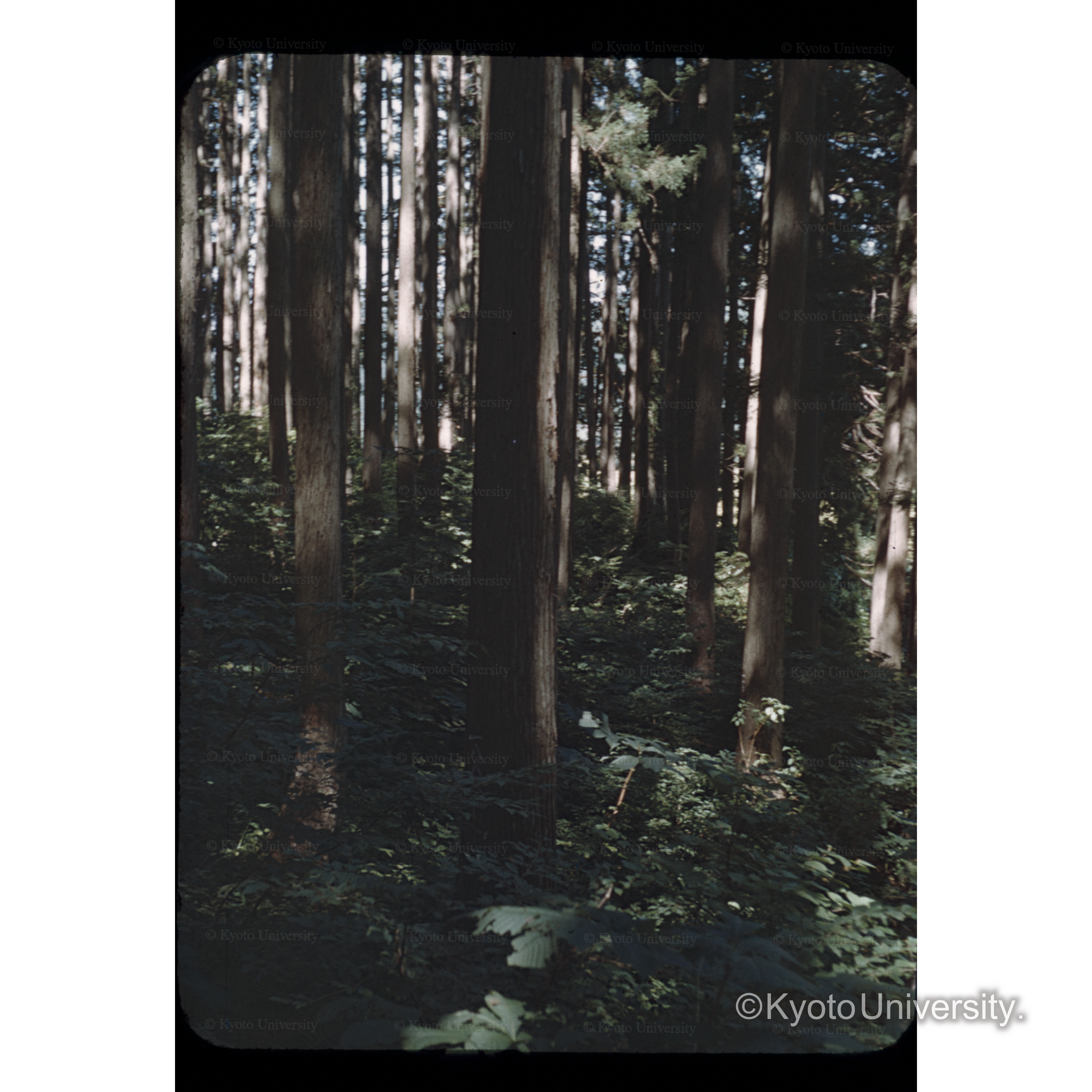 山形　岸氏営林（包山） (1)