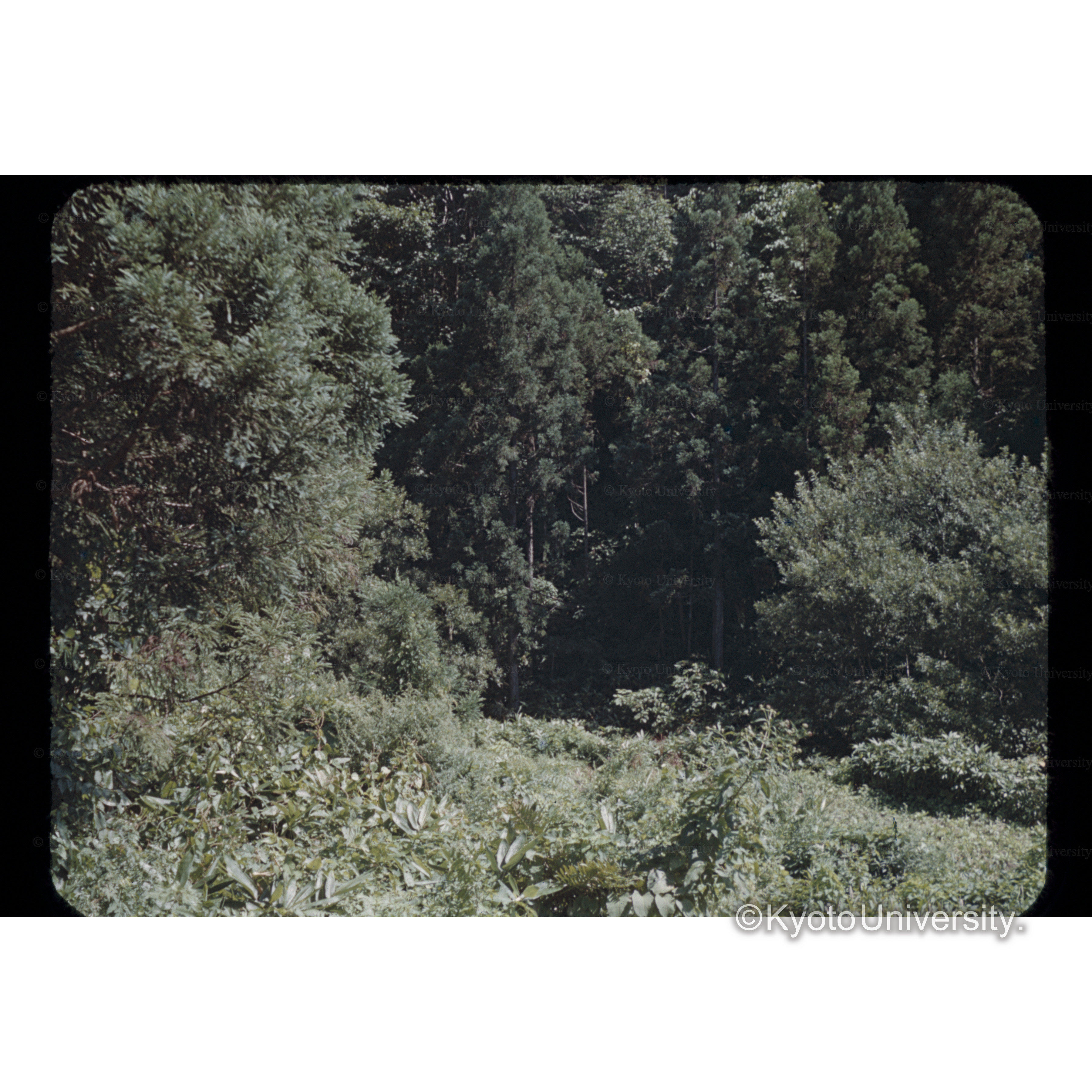 秋田岩川国有林 (1)