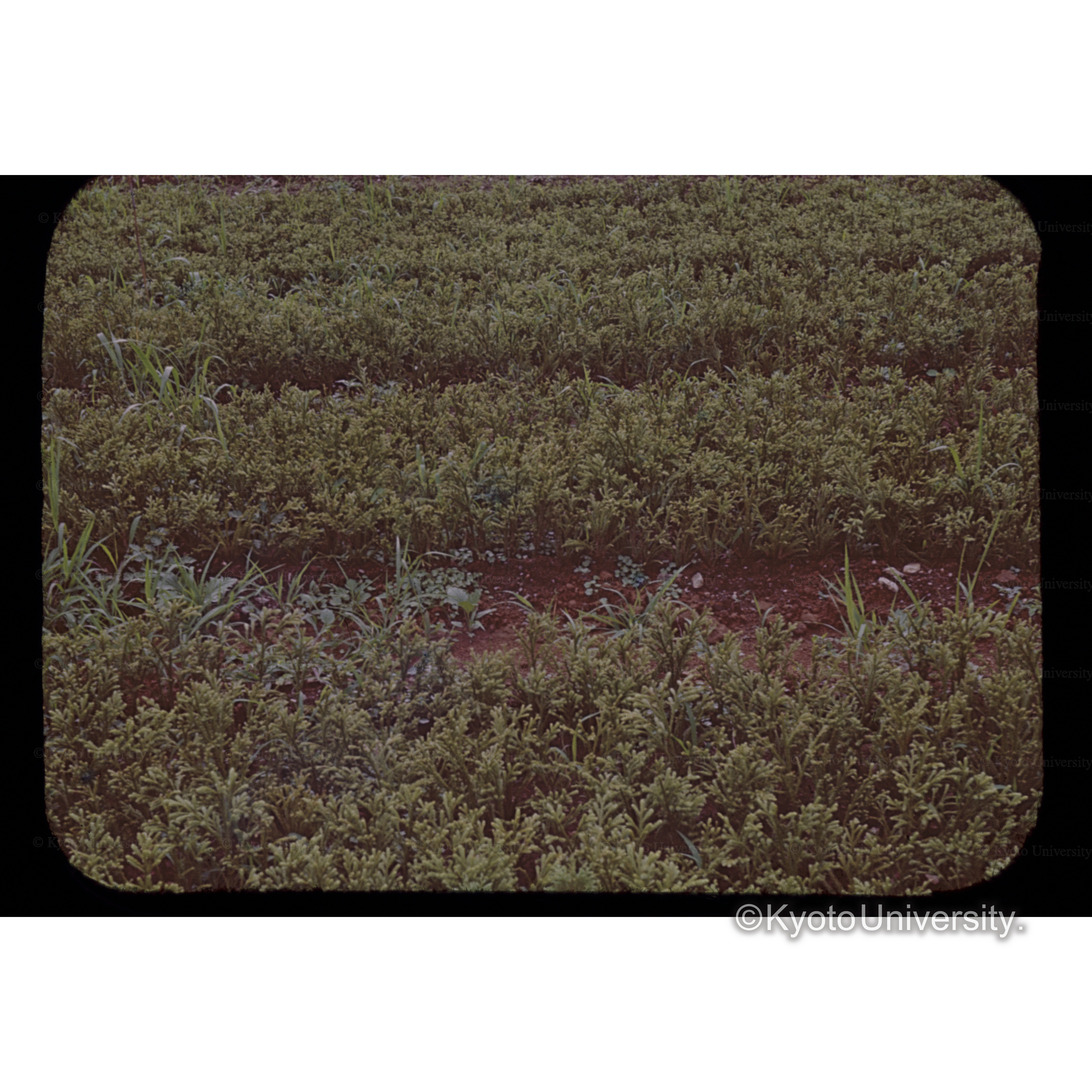 栃木県小来川村苗圃 (1)