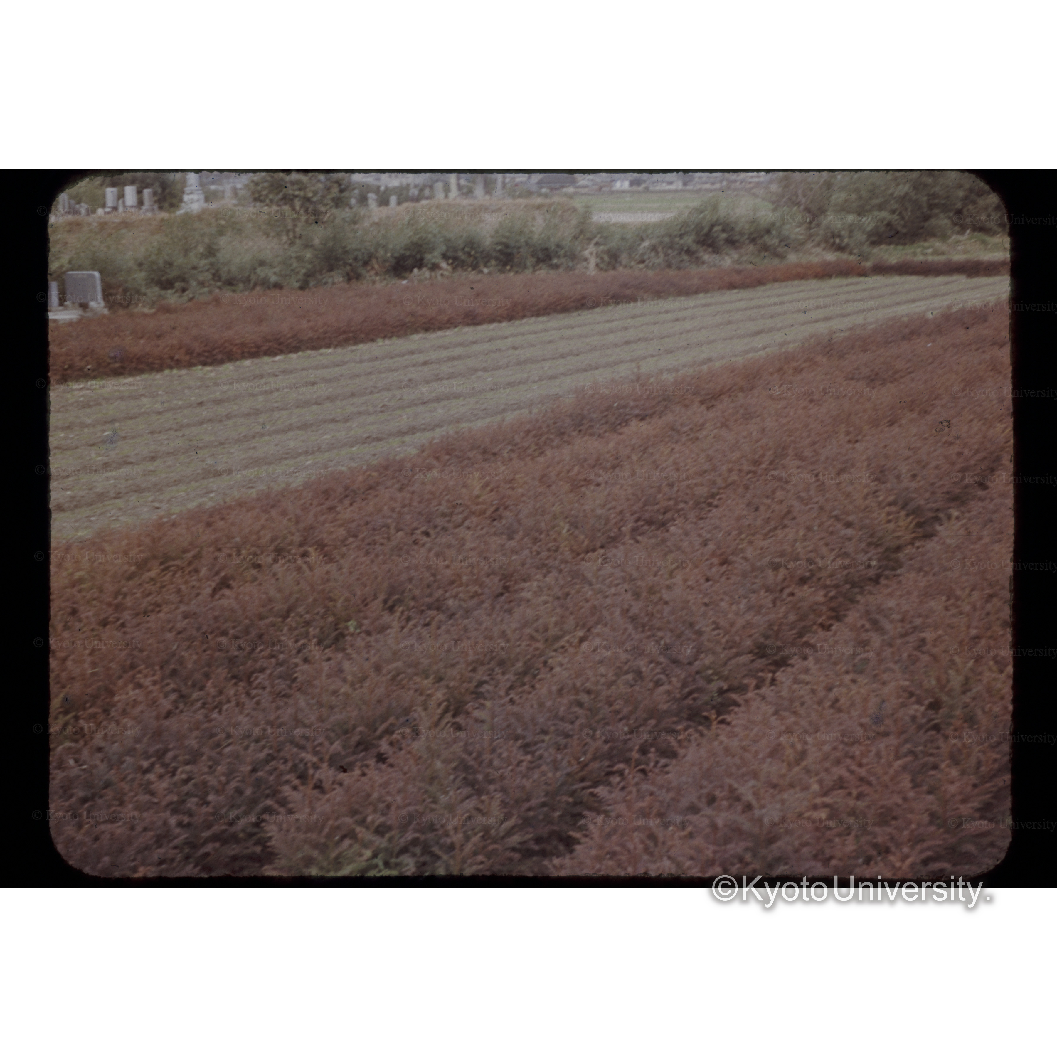 香川県氏□苗圃 (1)