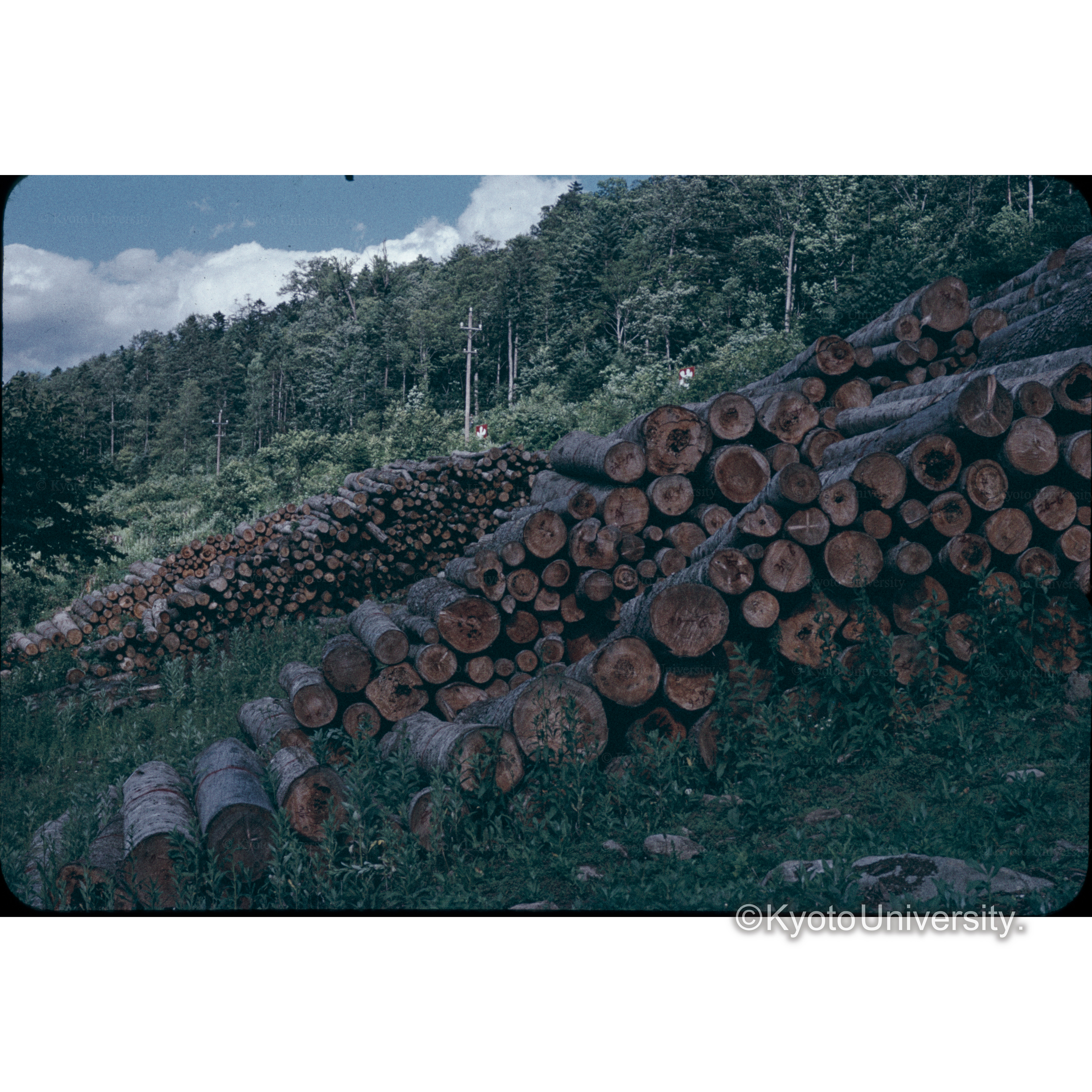 照葉樹実験林よりの木材　38年□伐採木(24-26林班より) 手前は間材　遠方はパルプ材 (1)