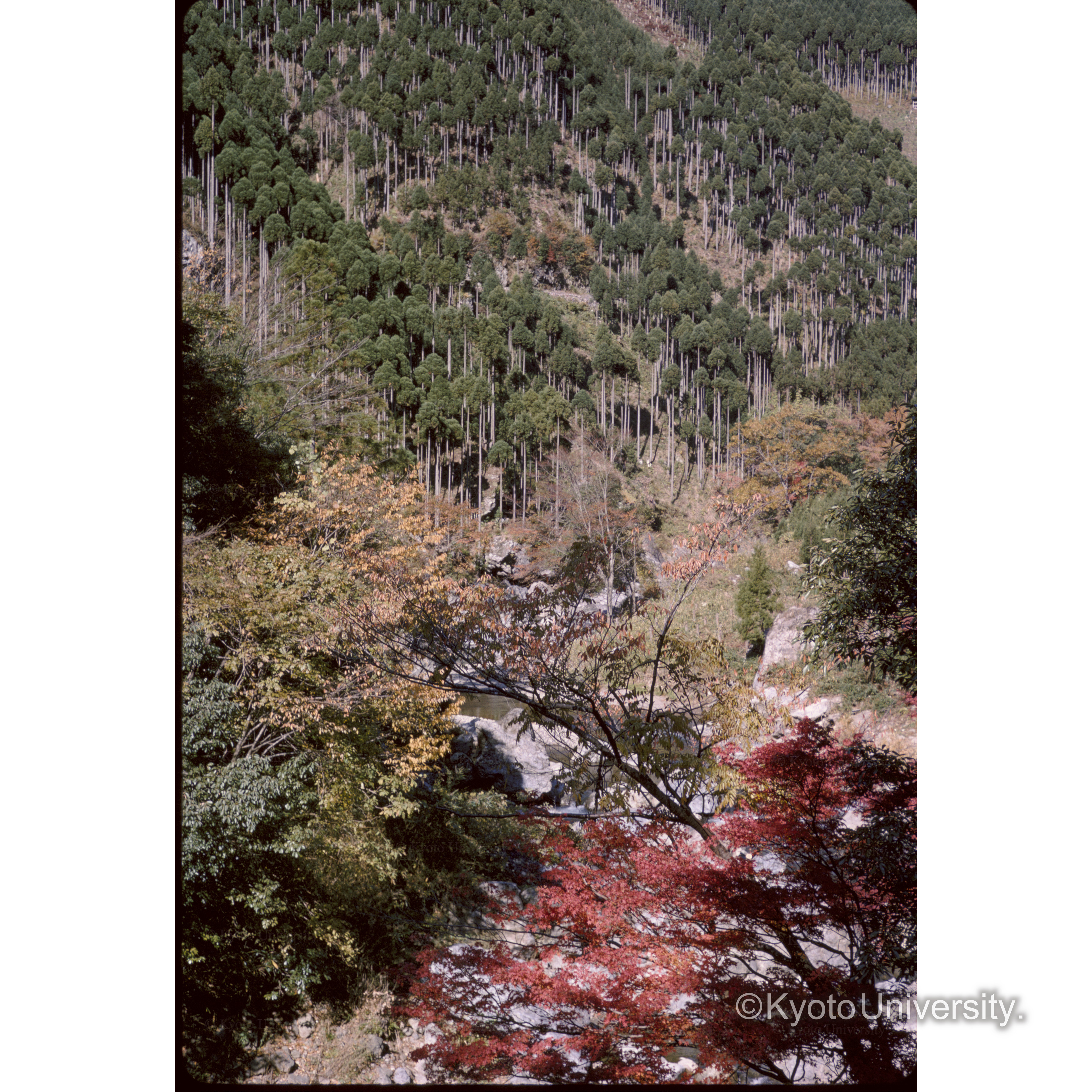 北山林業（中川） (1)