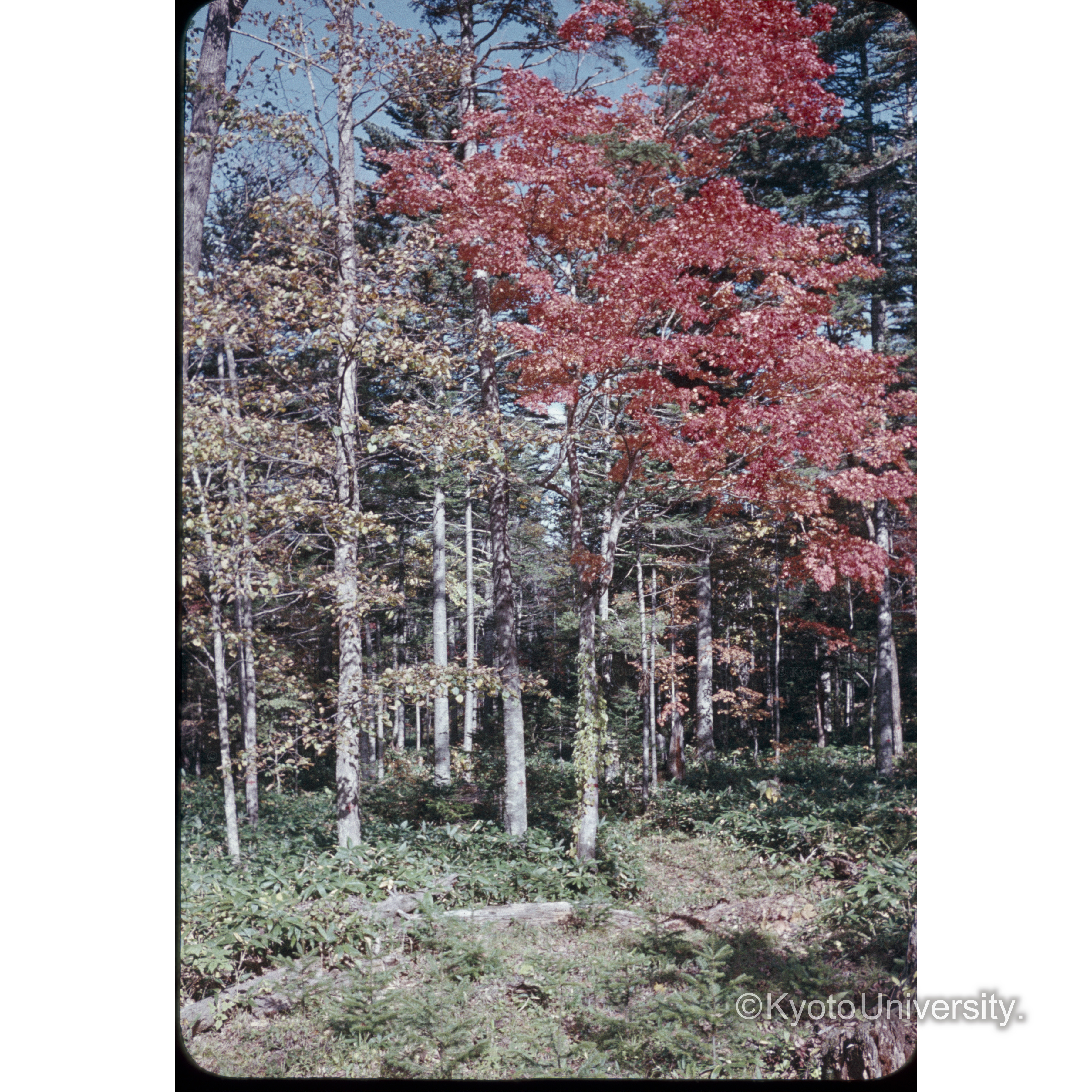 〔森林と紅葉〕 (1)