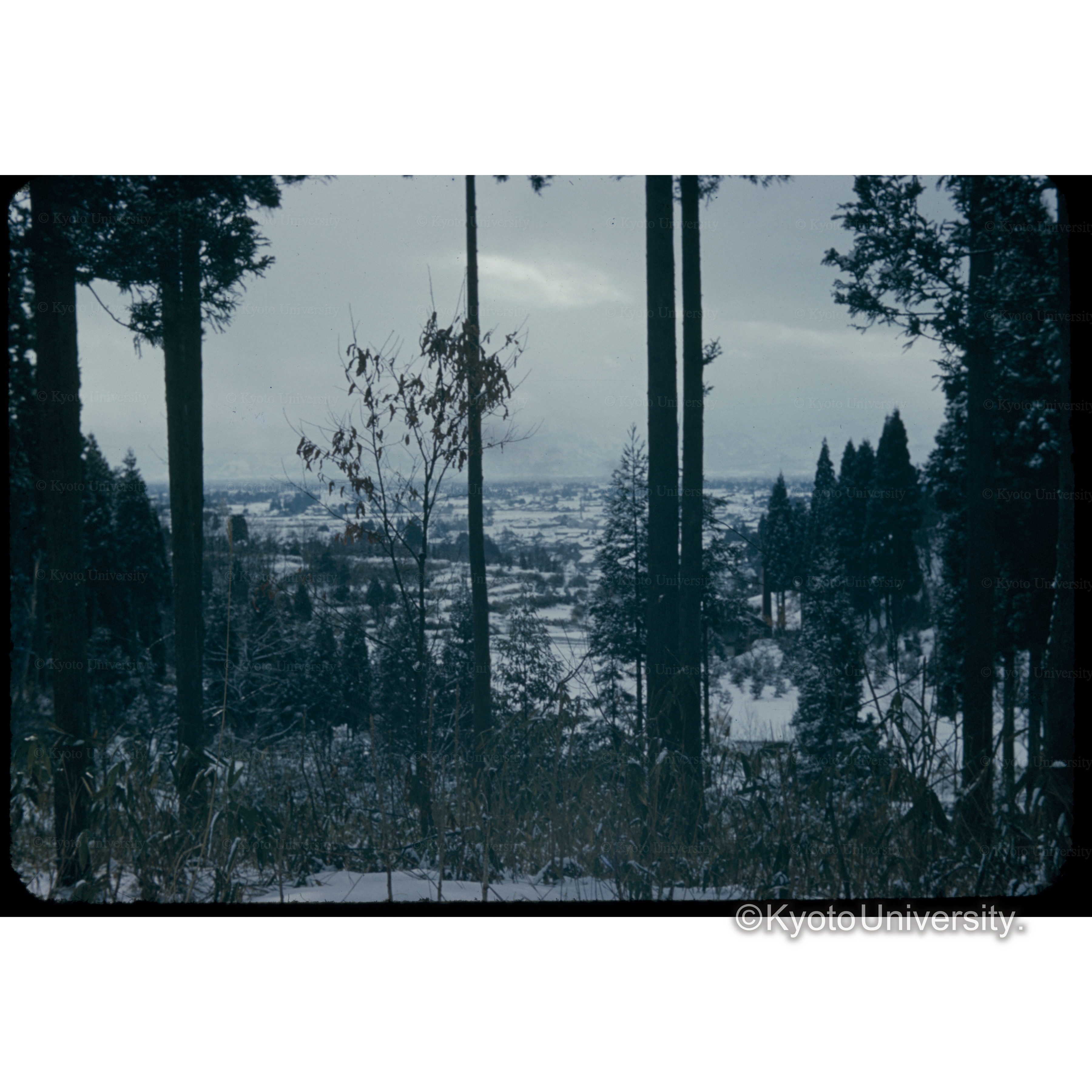 〔林内より遠望〕 (1)