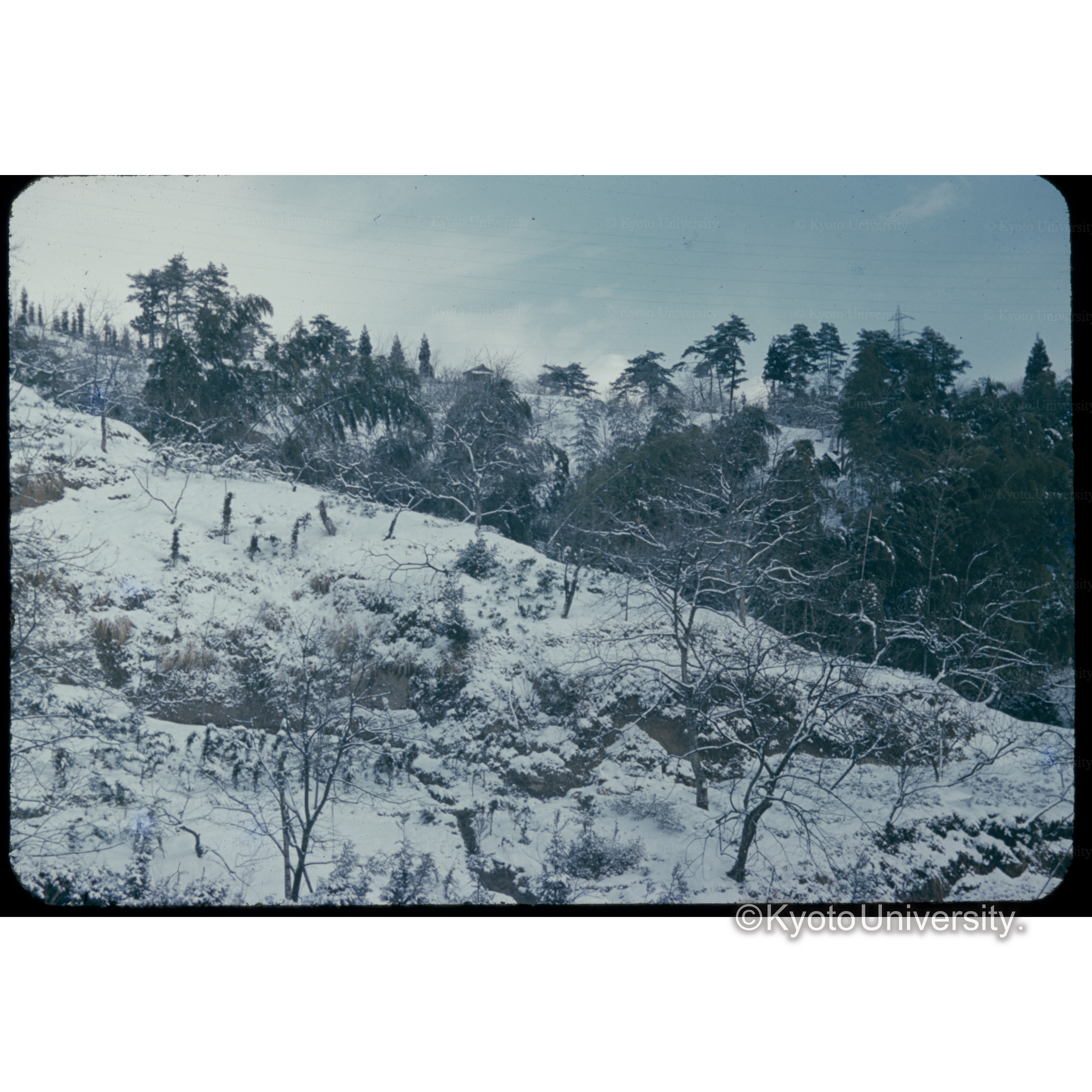 富山のボカ杉 (1)