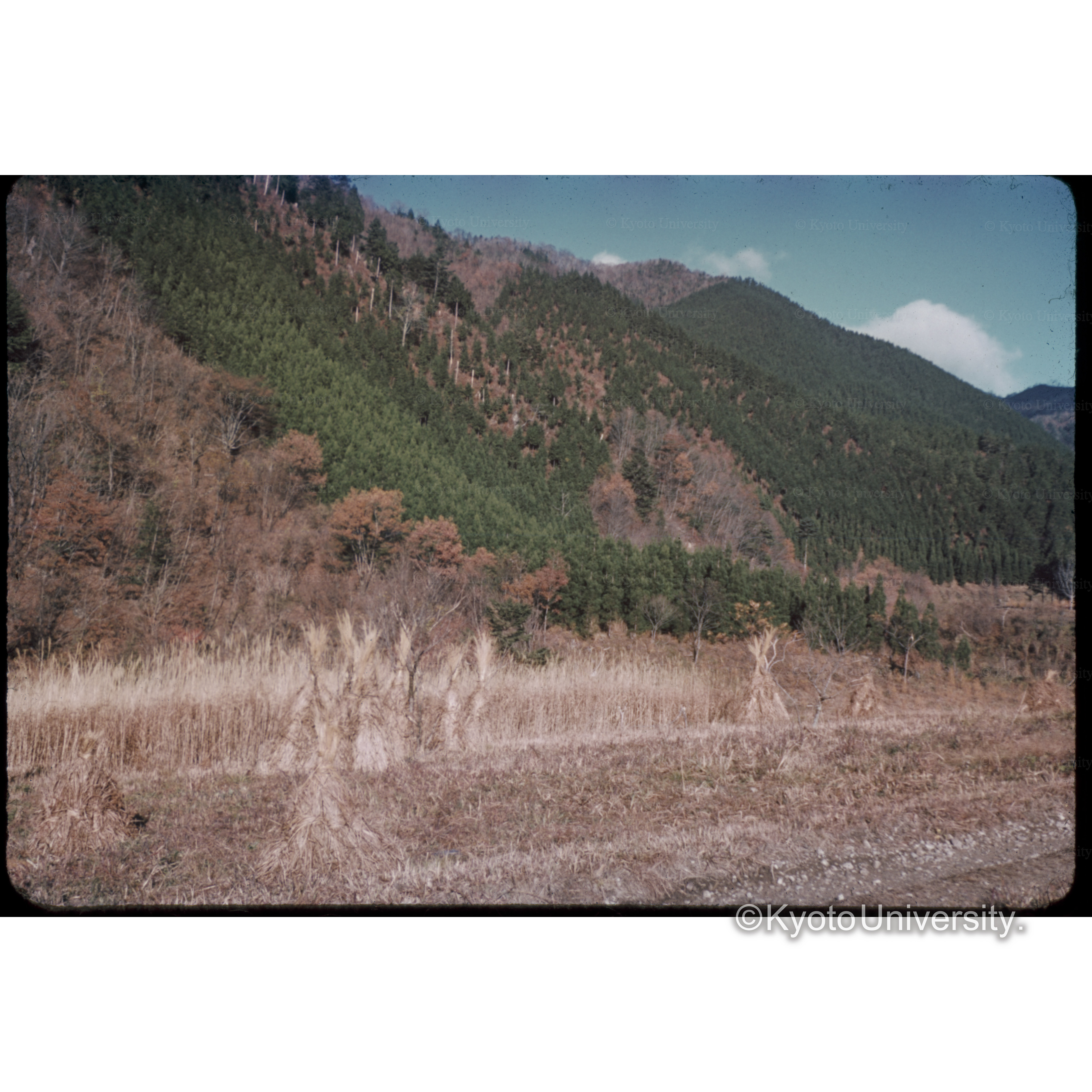 1959.11 日下部前□□□穂村 (1)