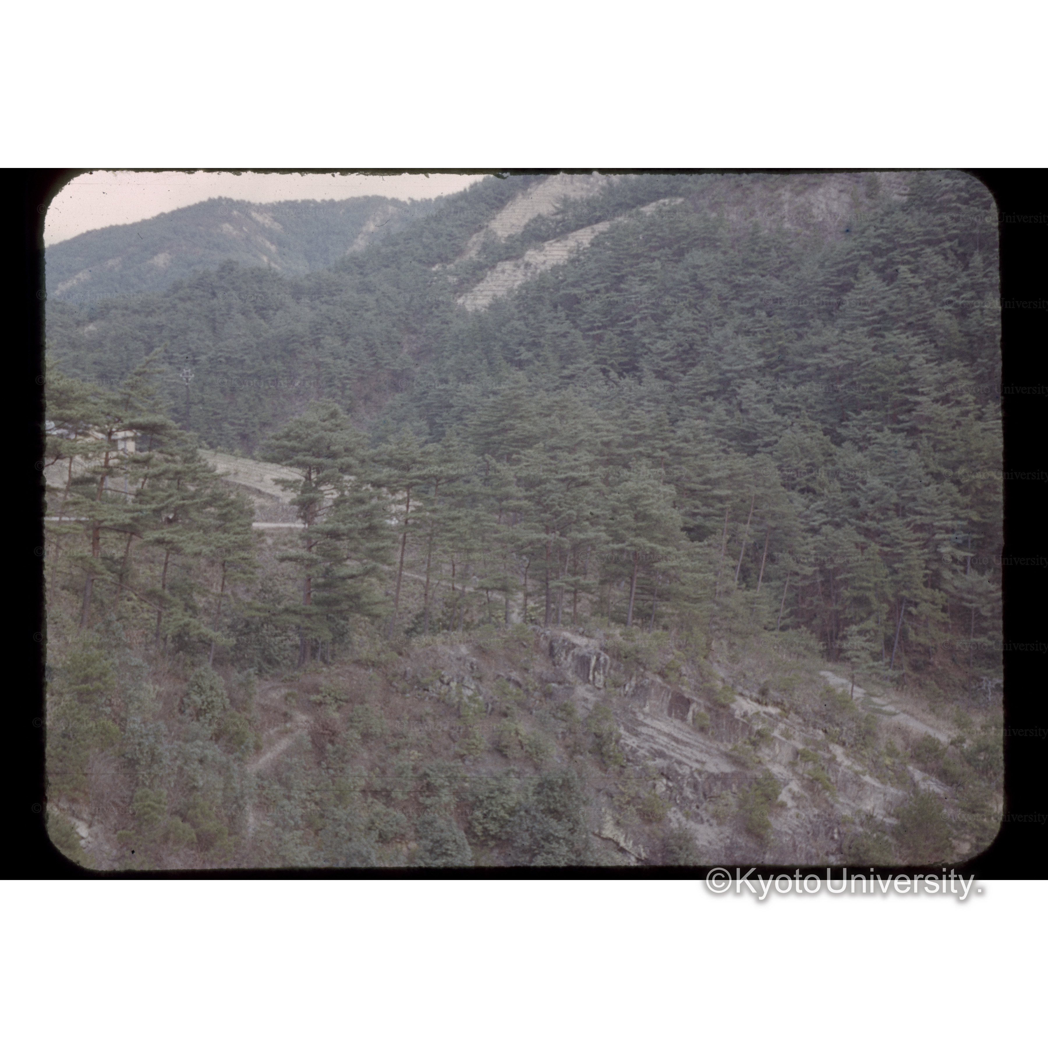 香川県大川郡マツ林 (1)