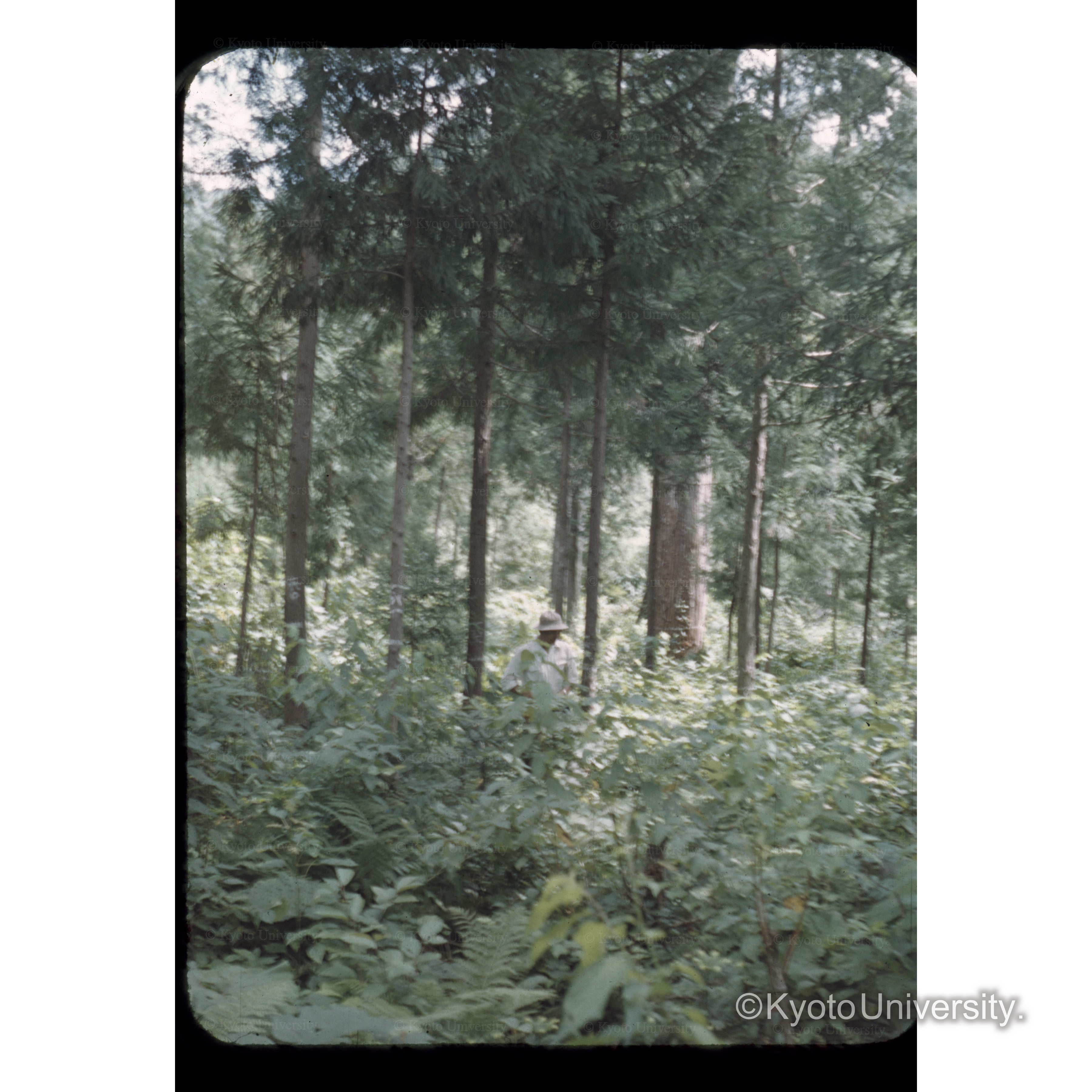 柳沢試験地　択伐人工植栽地（田中氏による） (1)