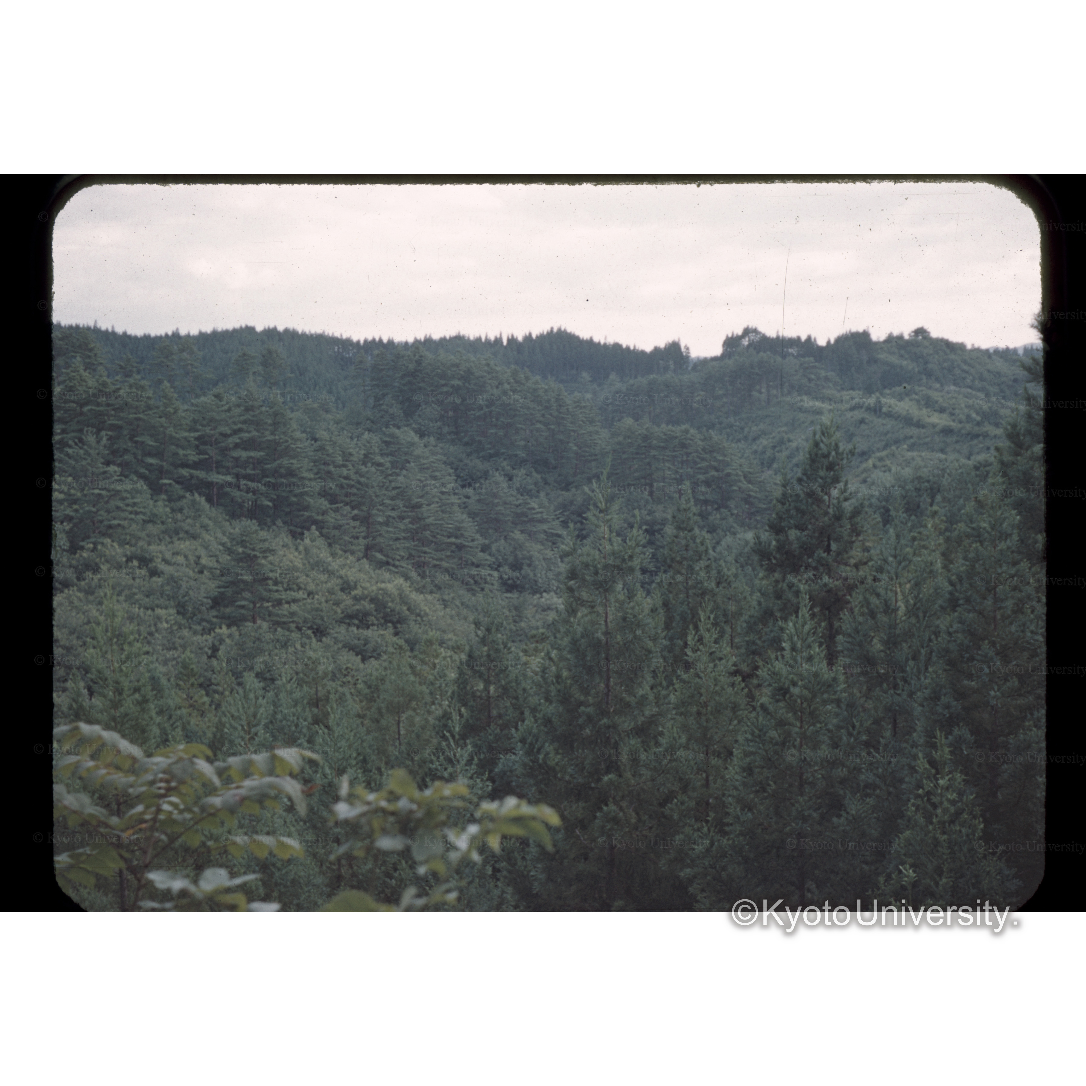 秋田、□川、国有林 (1)