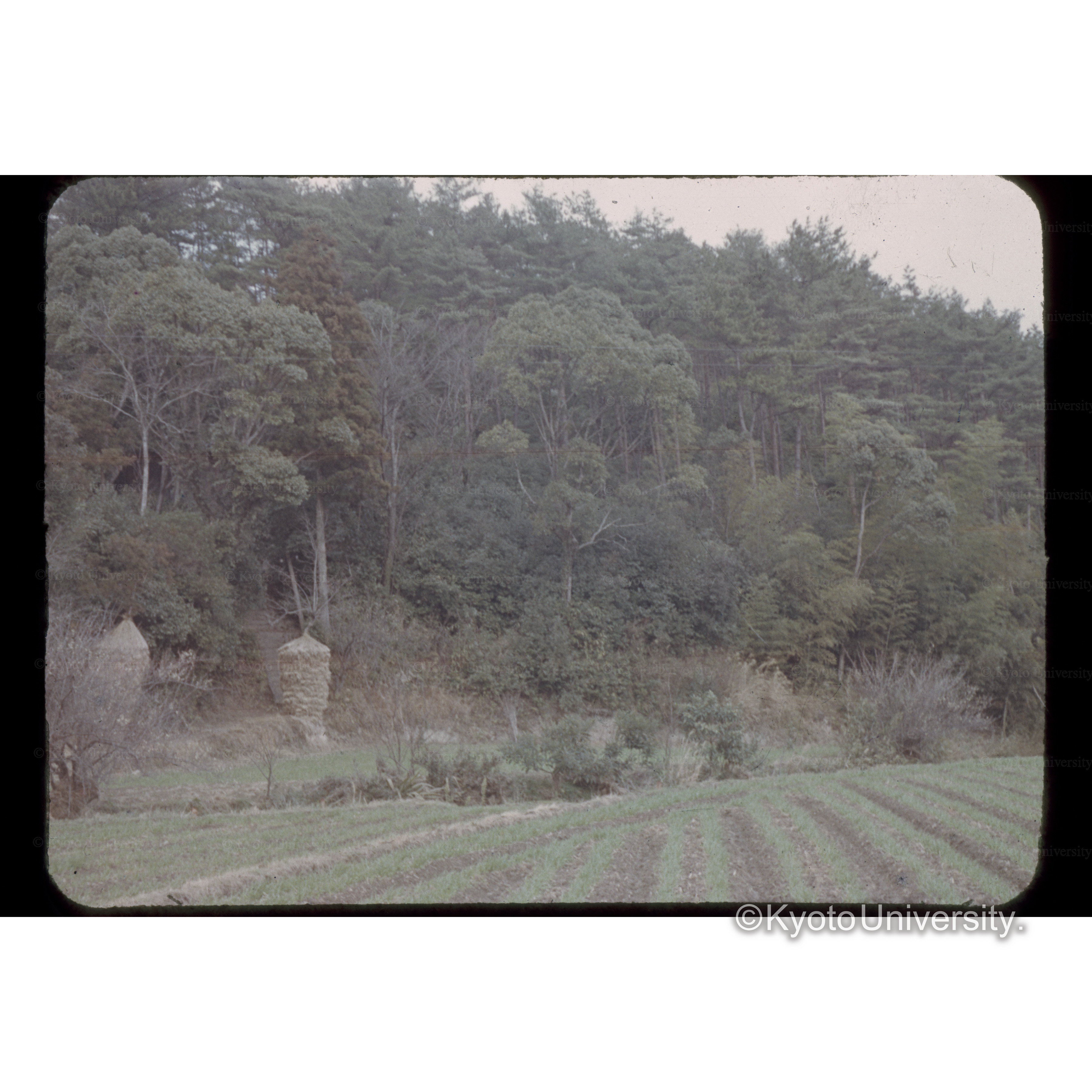 香川県大川郡マツ□林 (1)