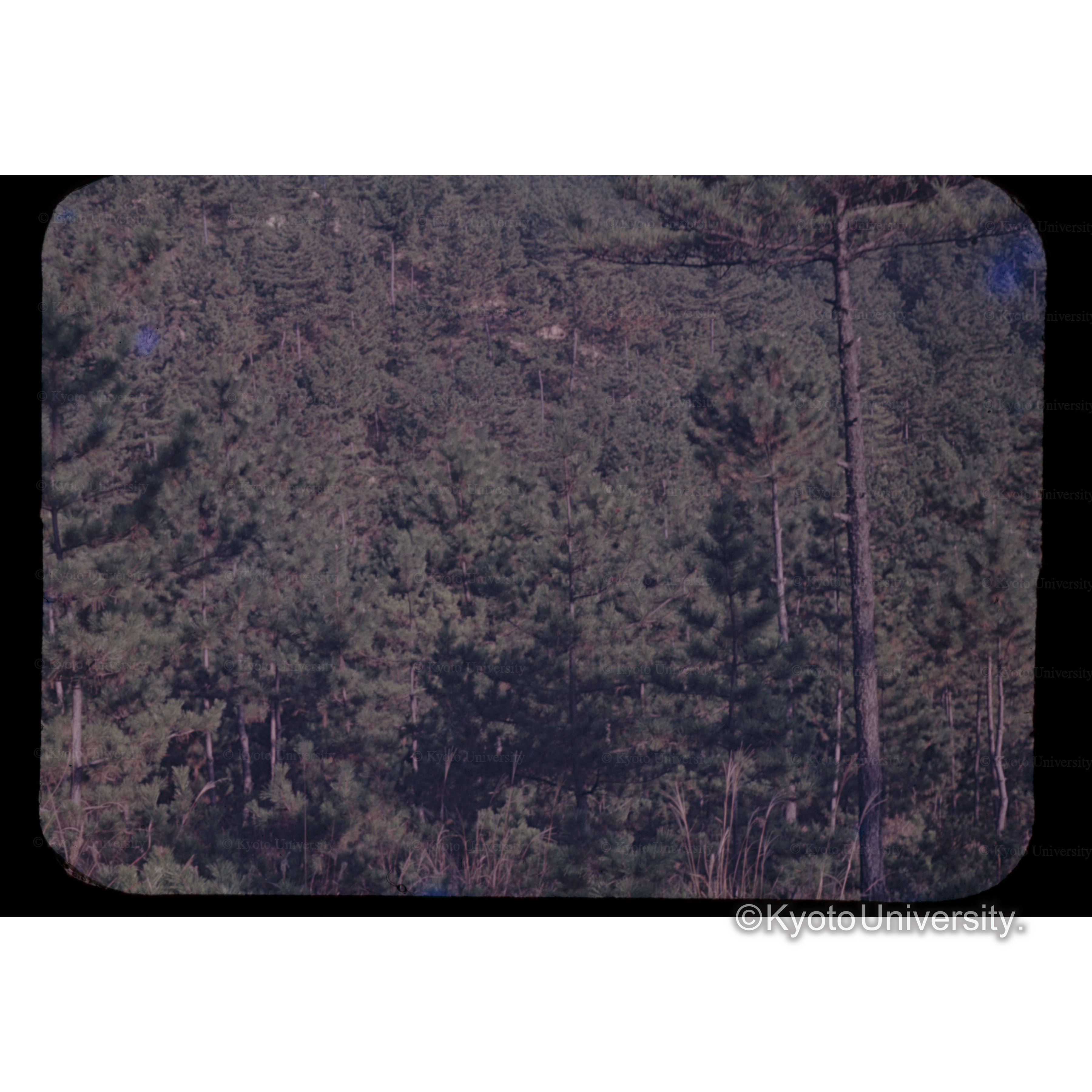 屋島下アカマツ択伐展示林 (1)