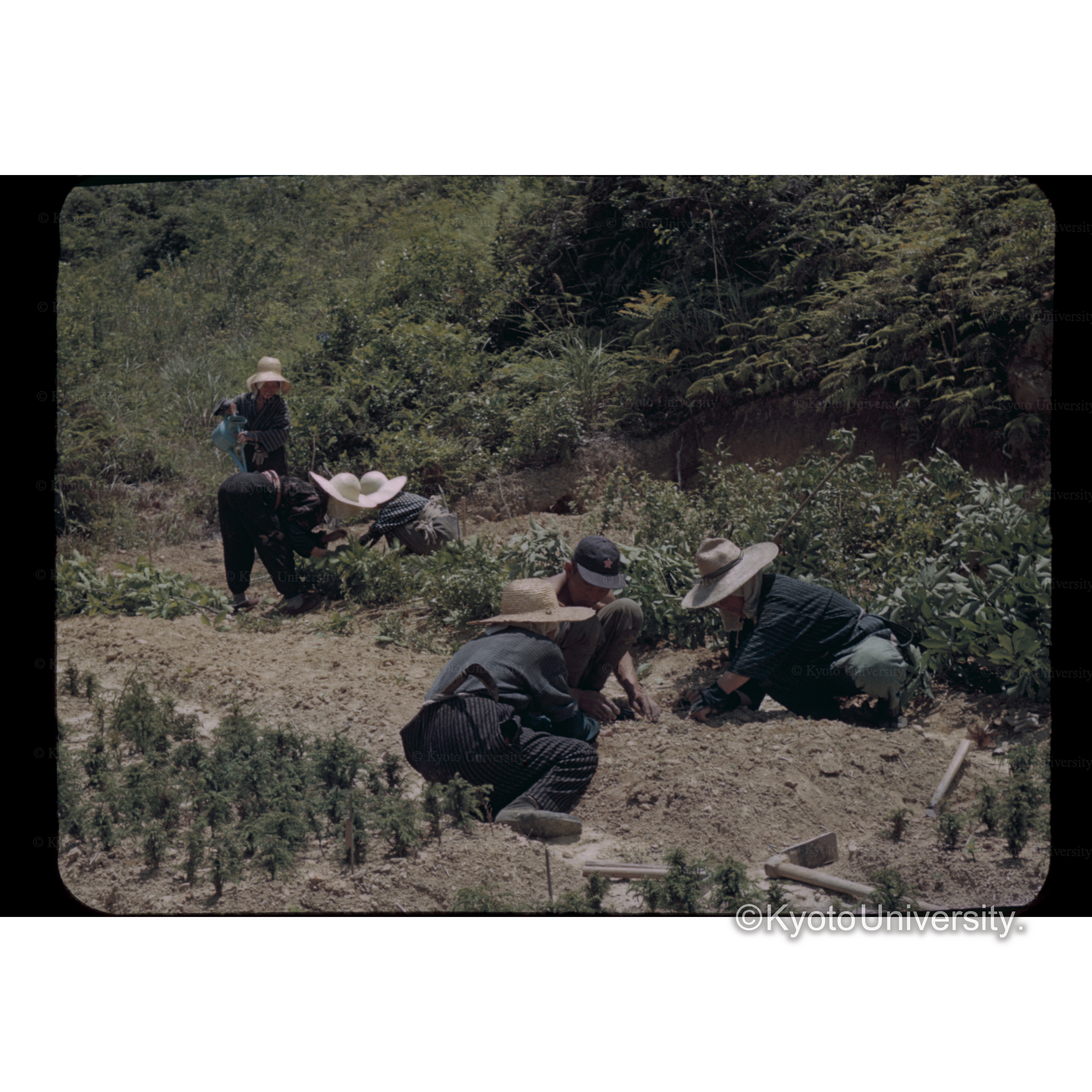 白濱試験地菌畑作業 (1)