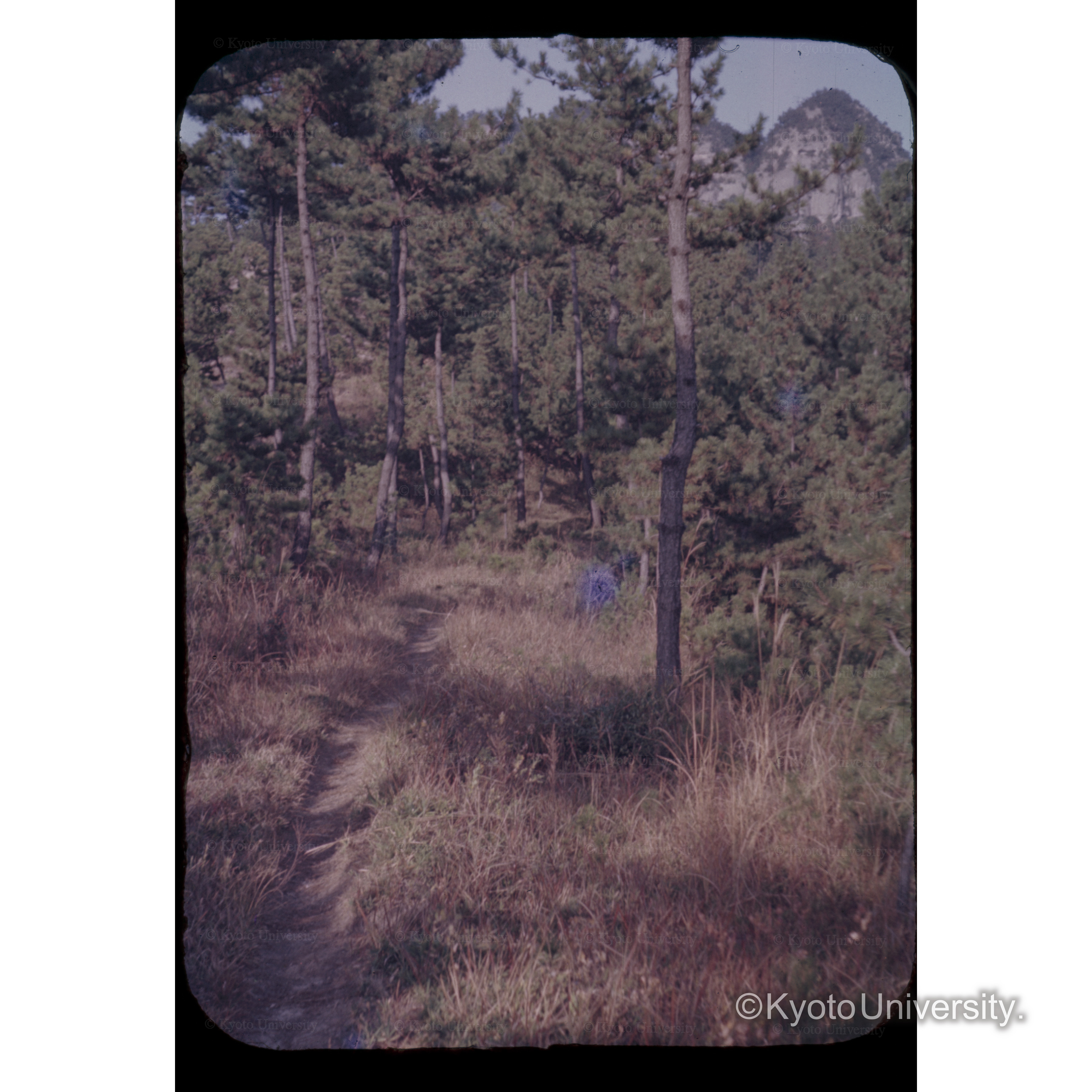 屋島下アカマツ択伐展示林 (1)