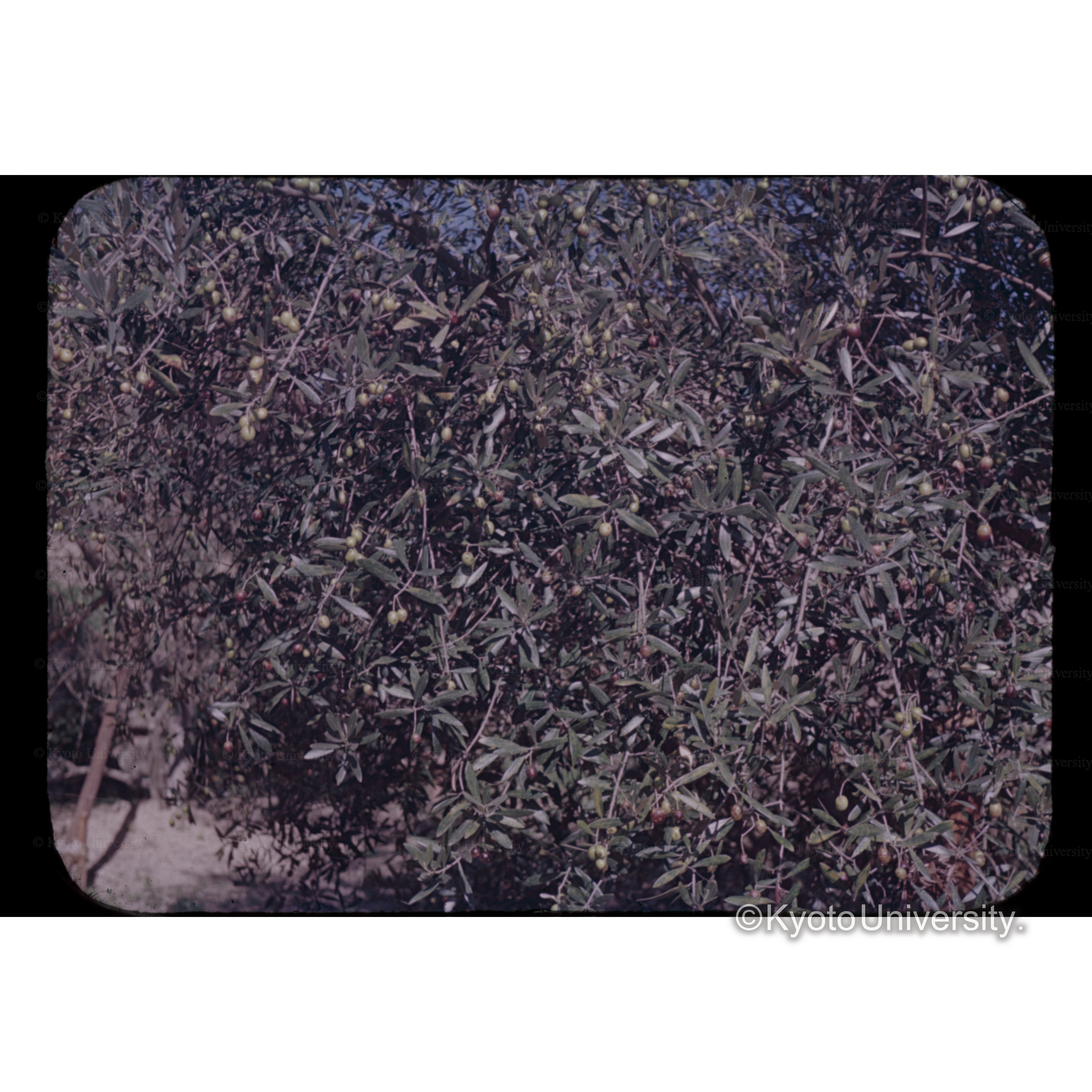 オリーヴ小豆島地図　□オリーヴ栽培園 (1)