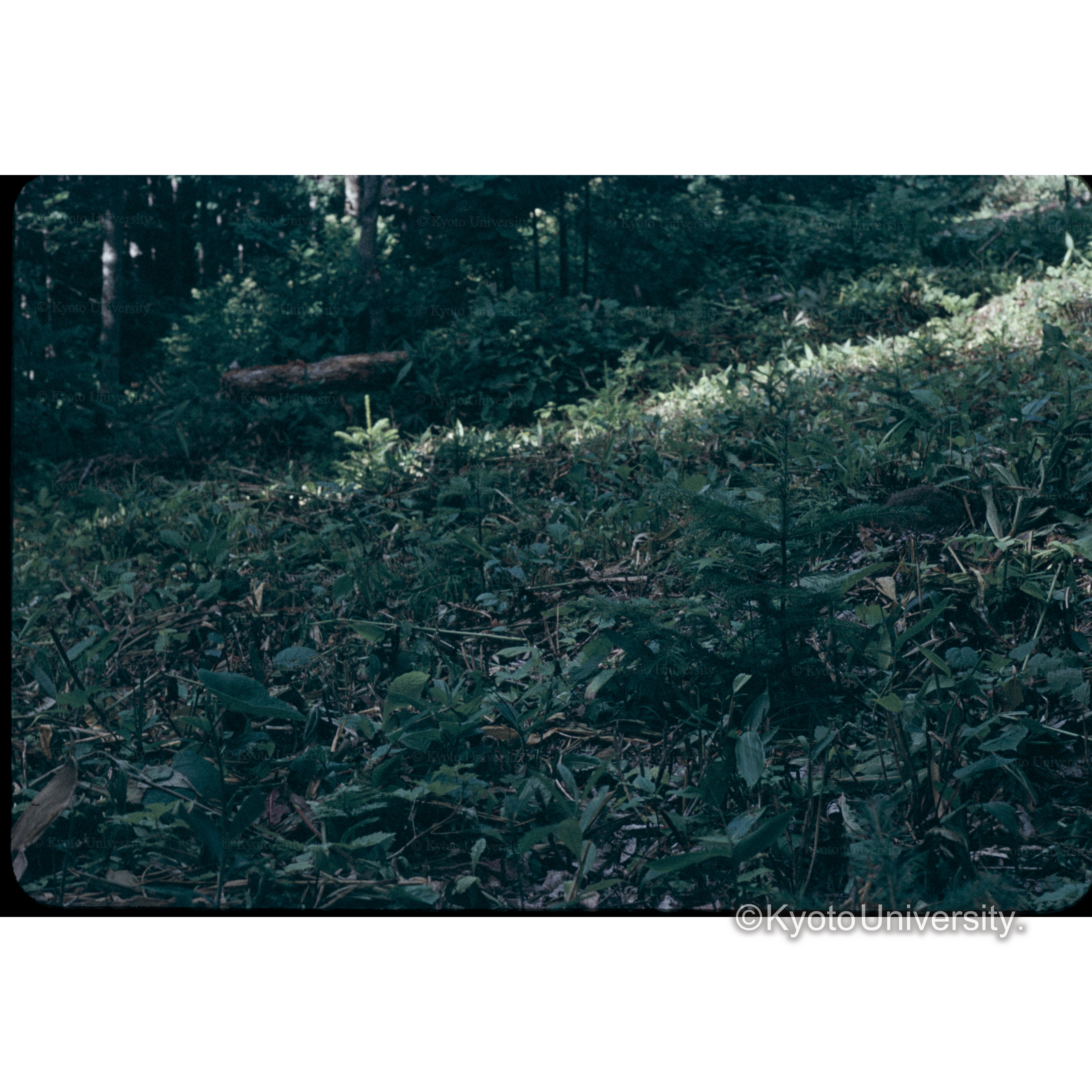 照葉樹　22林班は小班(0.012ha)38年5月植栽57本(3500/ha) (1)