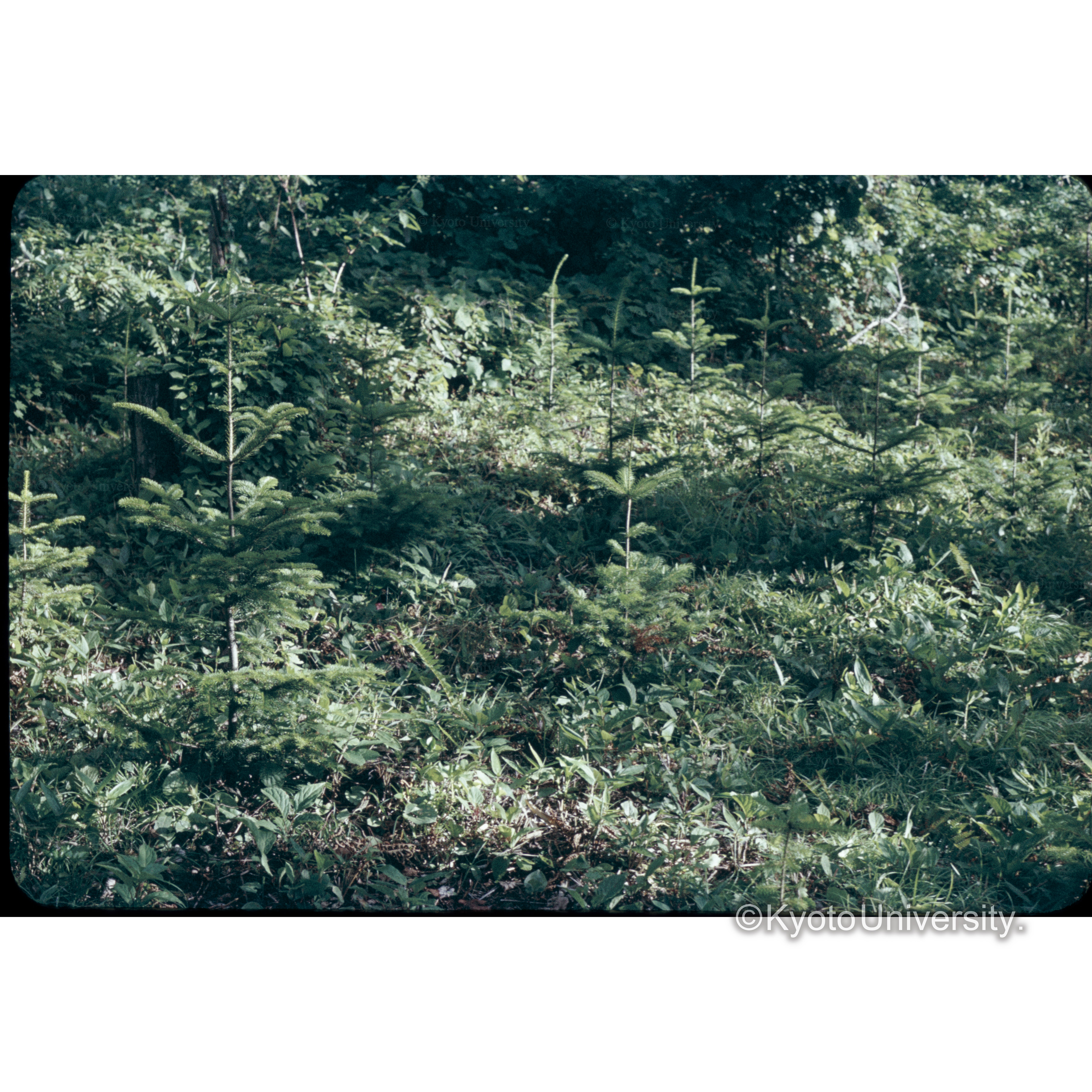 照葉樹　17林班36年植栽87本 0.024ha (1)